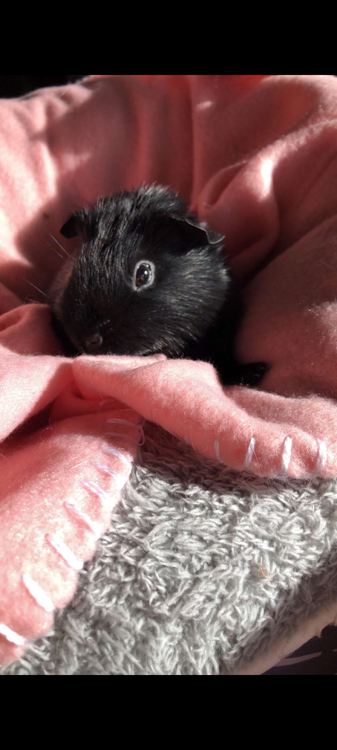 Guinea Pig – Casula