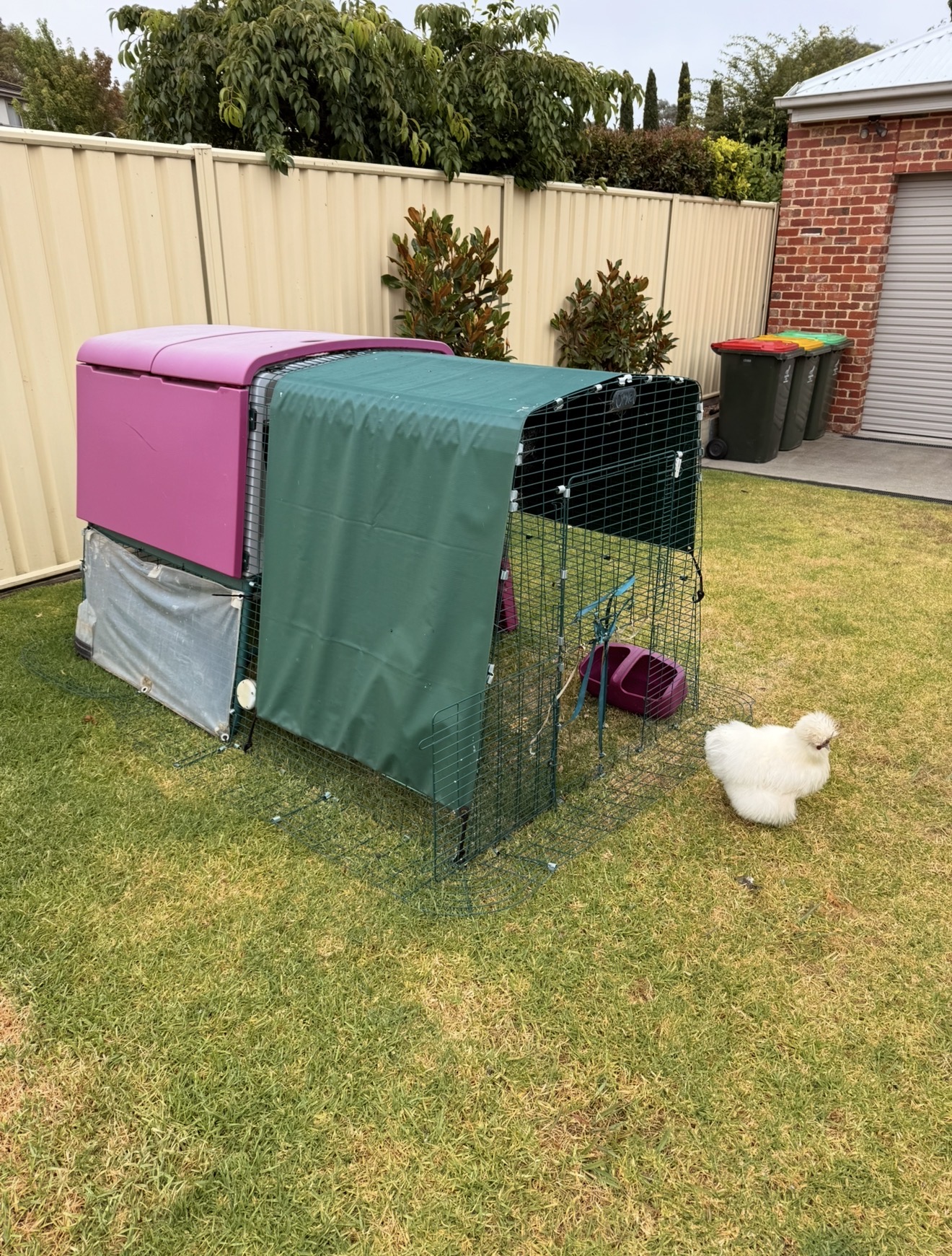 Birds – Traralgon East
