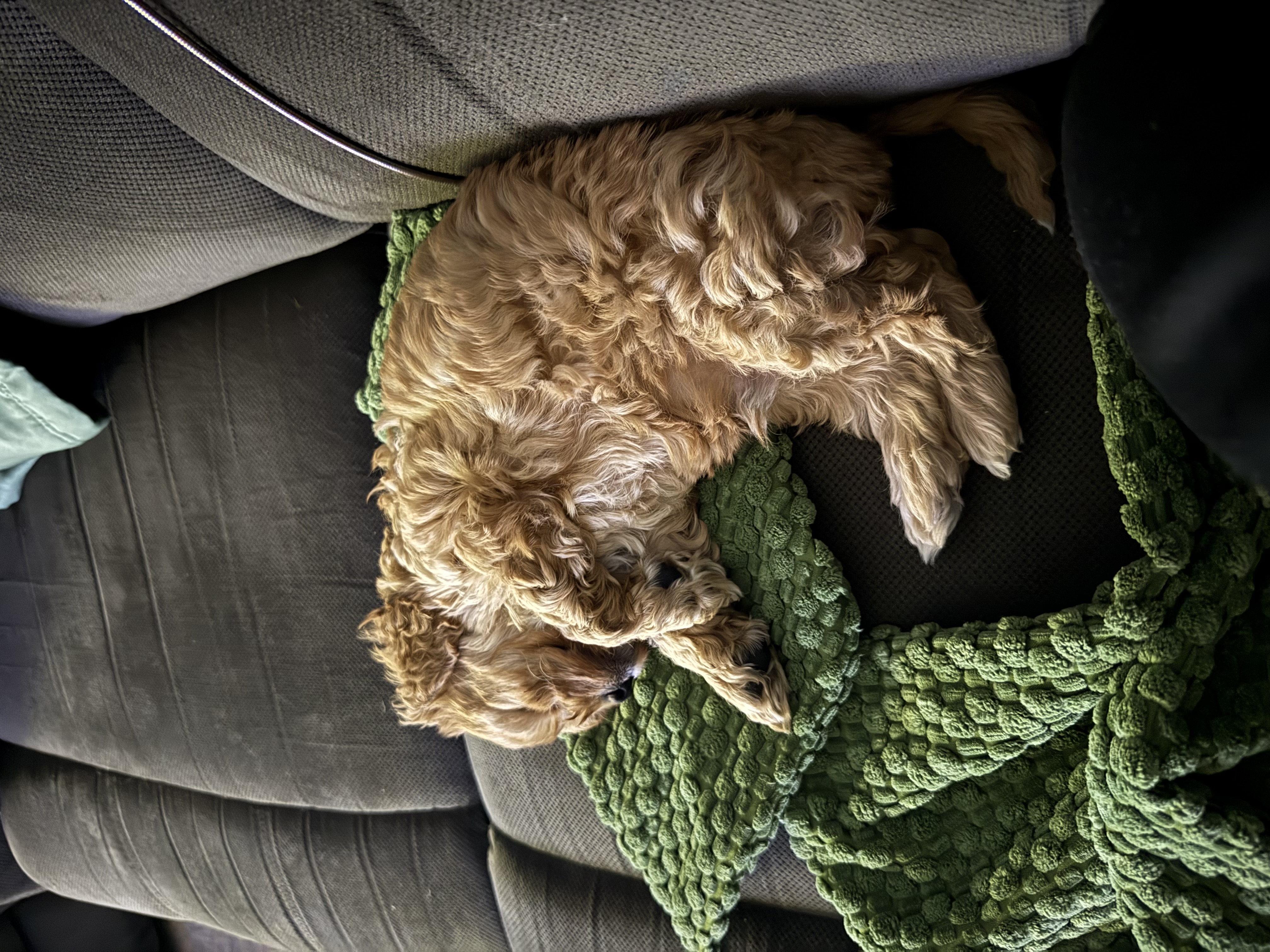 Cavoodle – Dubbo