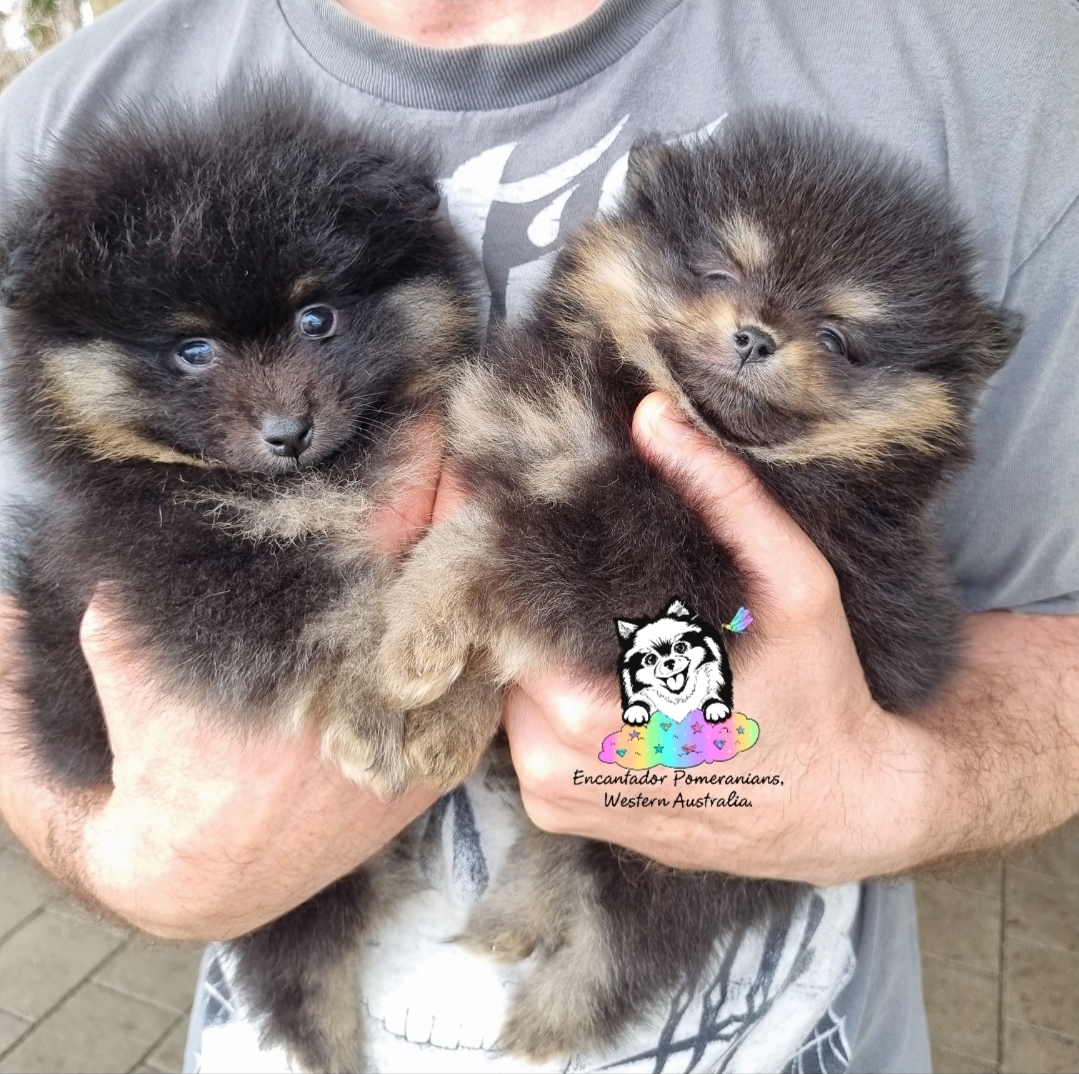 Dogs – Manjimup
