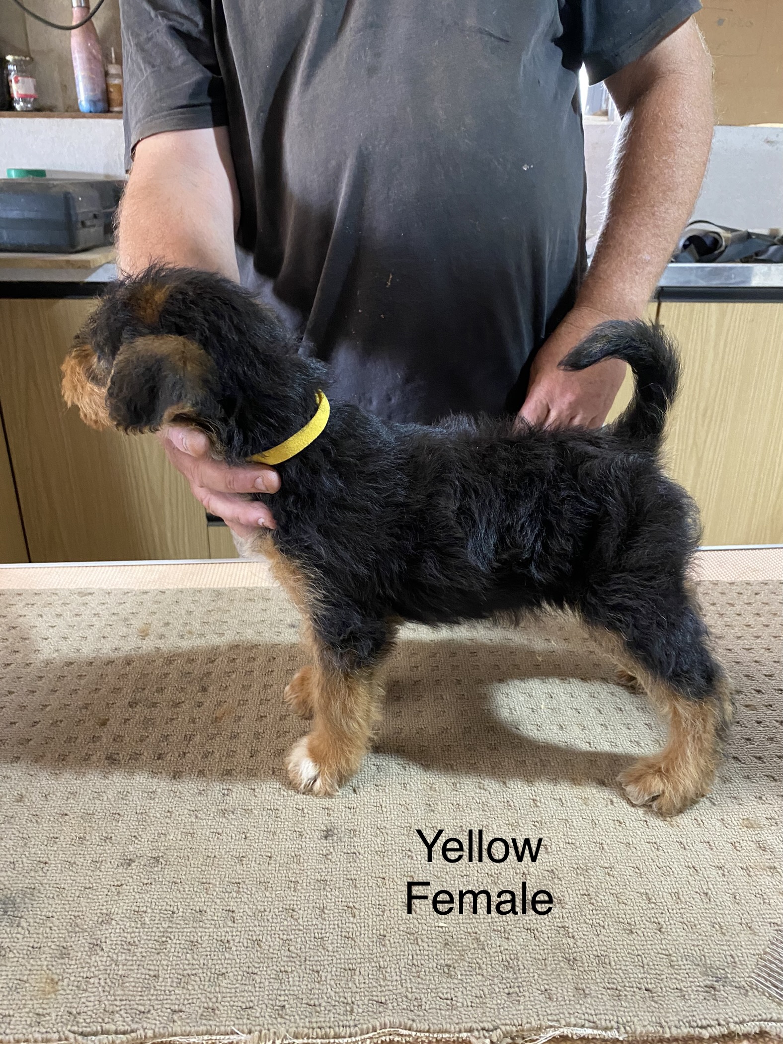 Airedale Terrier - Bung Bong