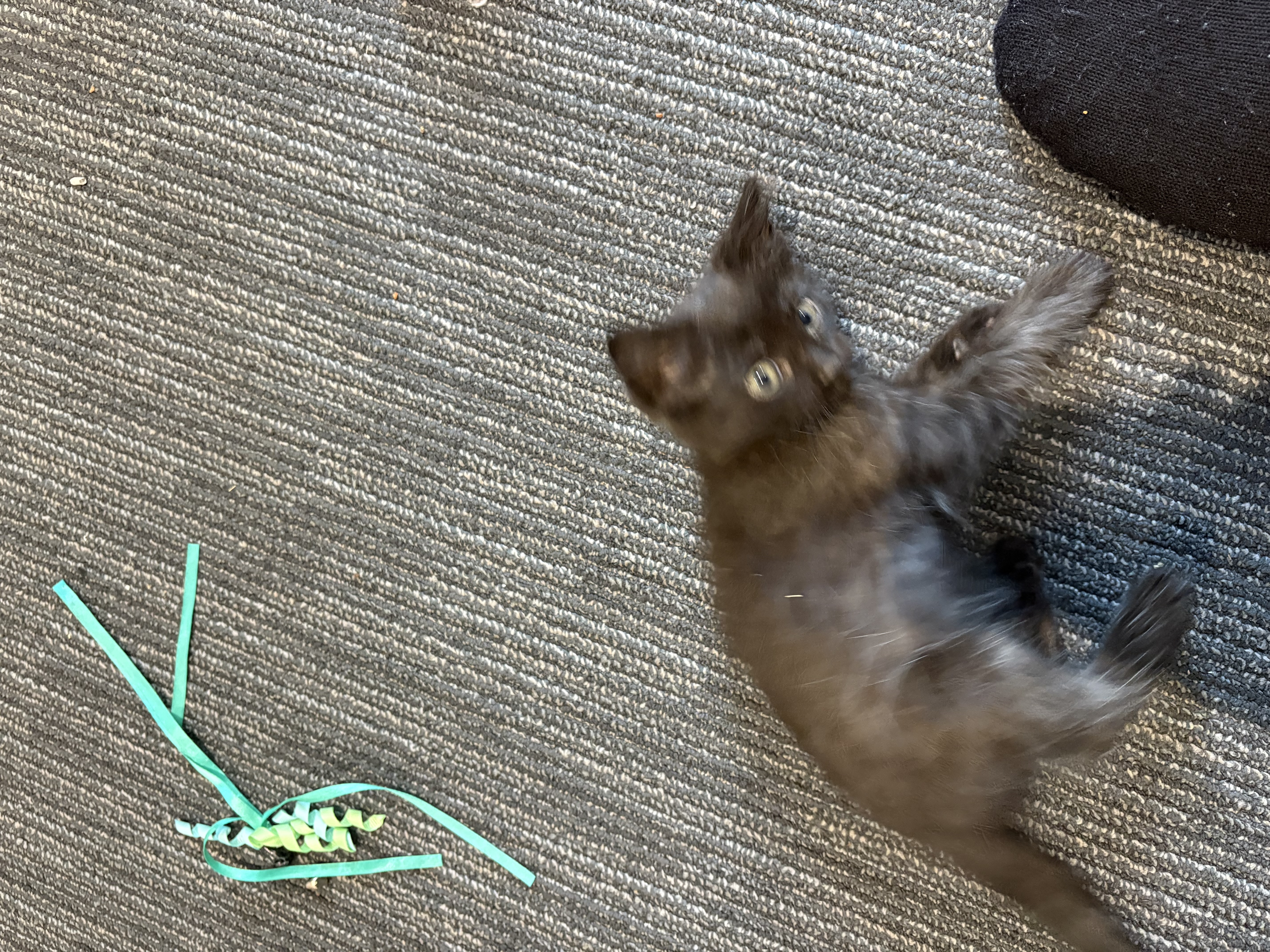 Ragdoll – Beecroft