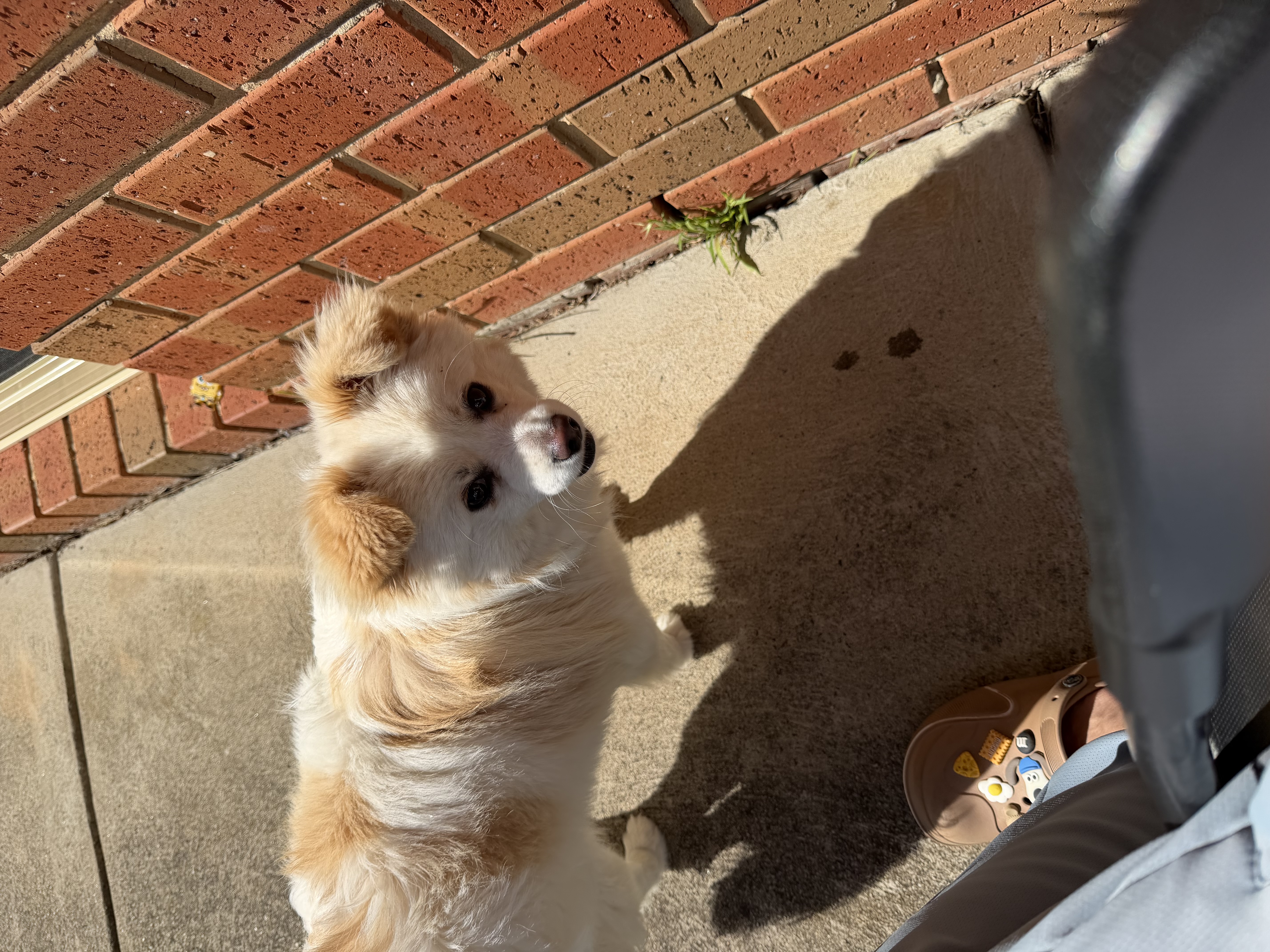 Pomeranian – Clayton