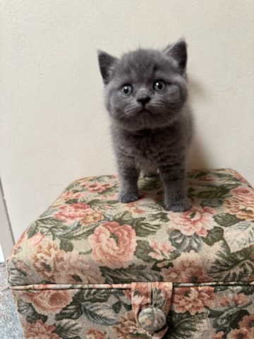 British Shorthair – Rydalmere