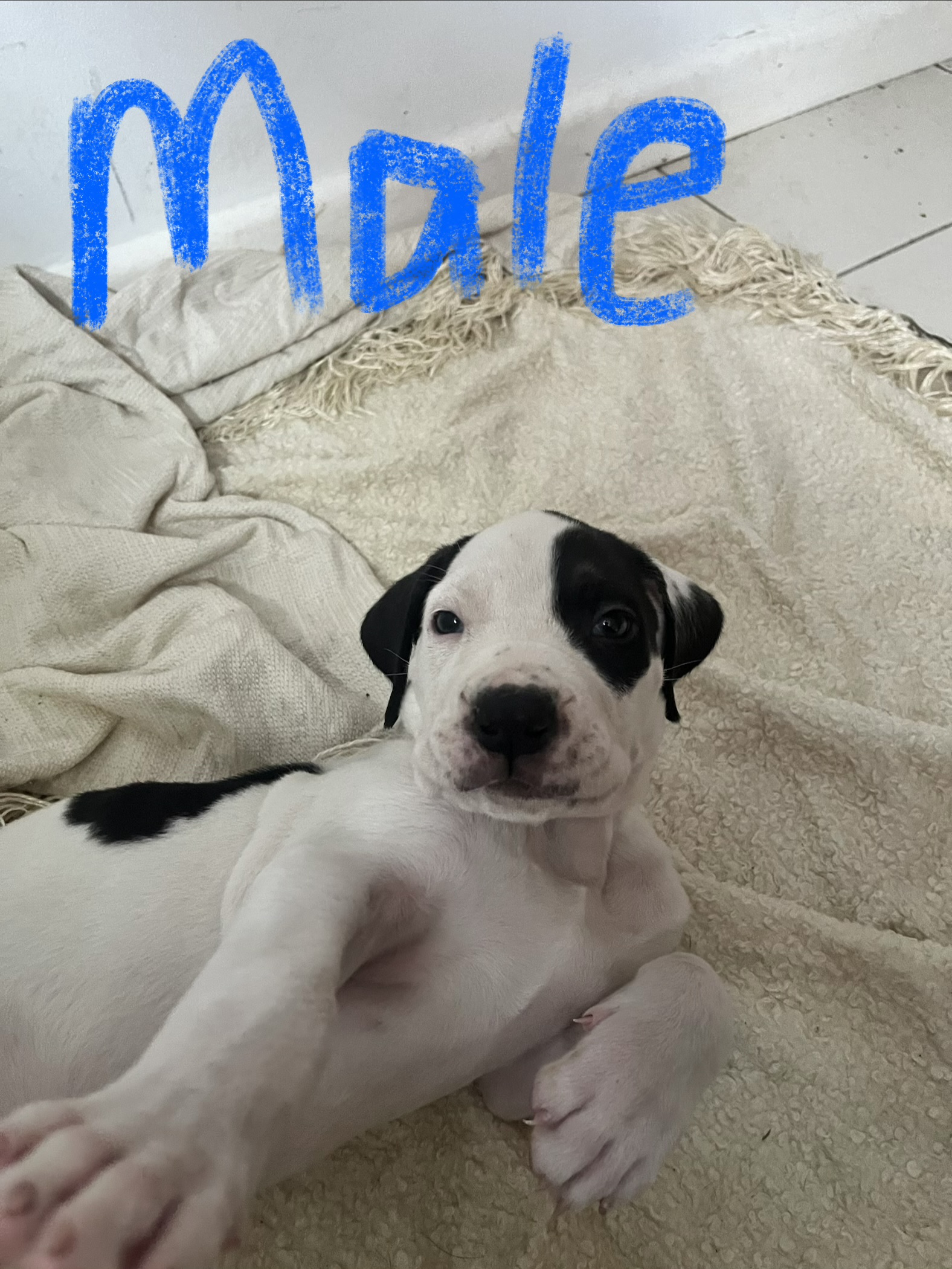 Cane Corso – Balgal Beach