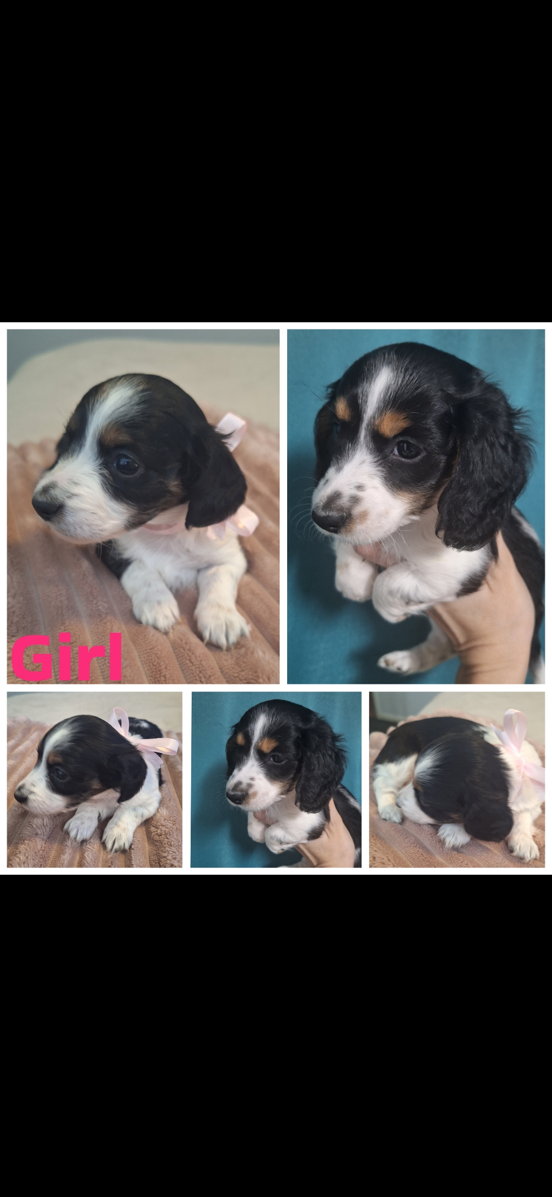 Dachshund – Brisbane