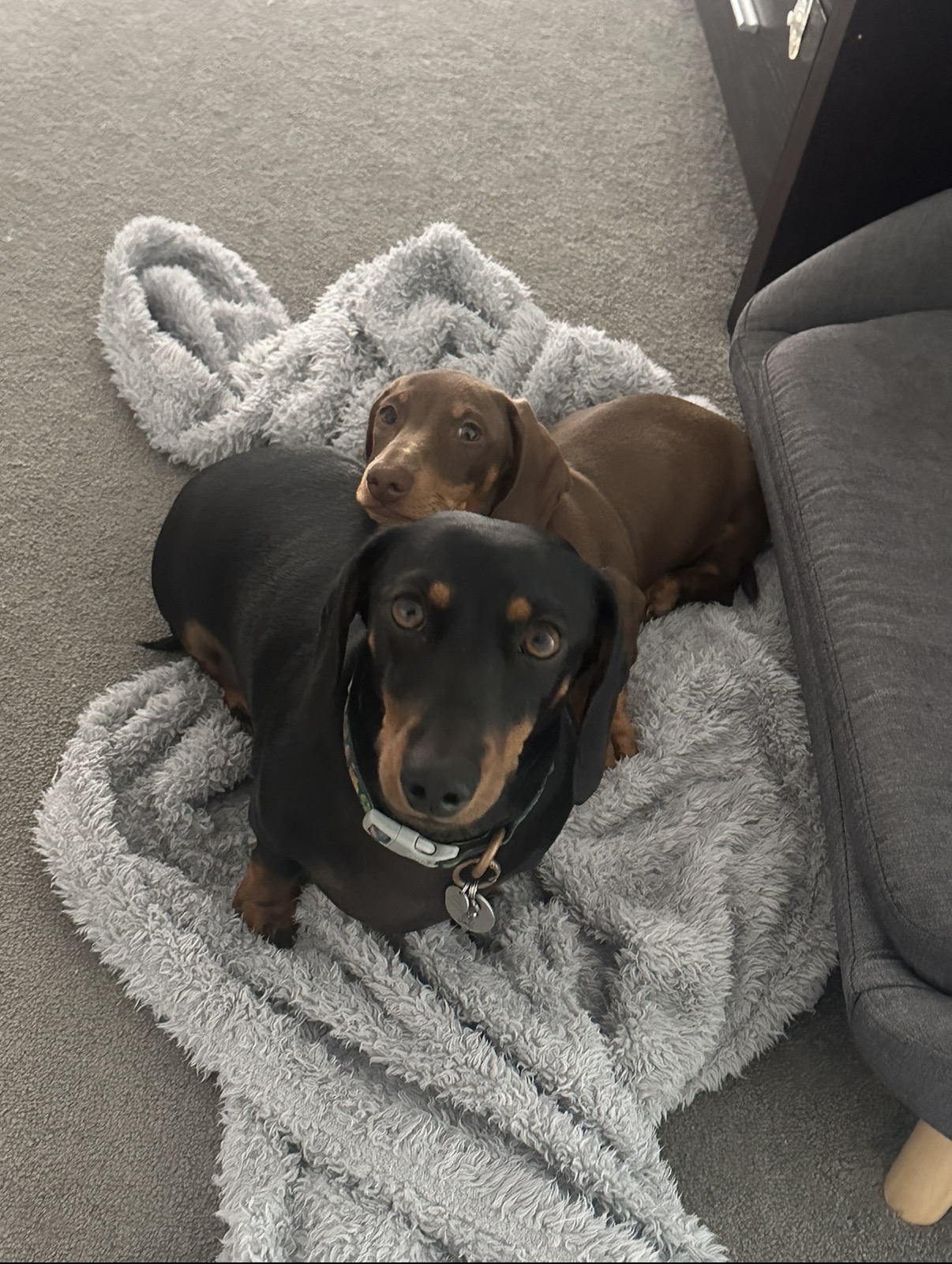 Miniature Dachshund – Griffin