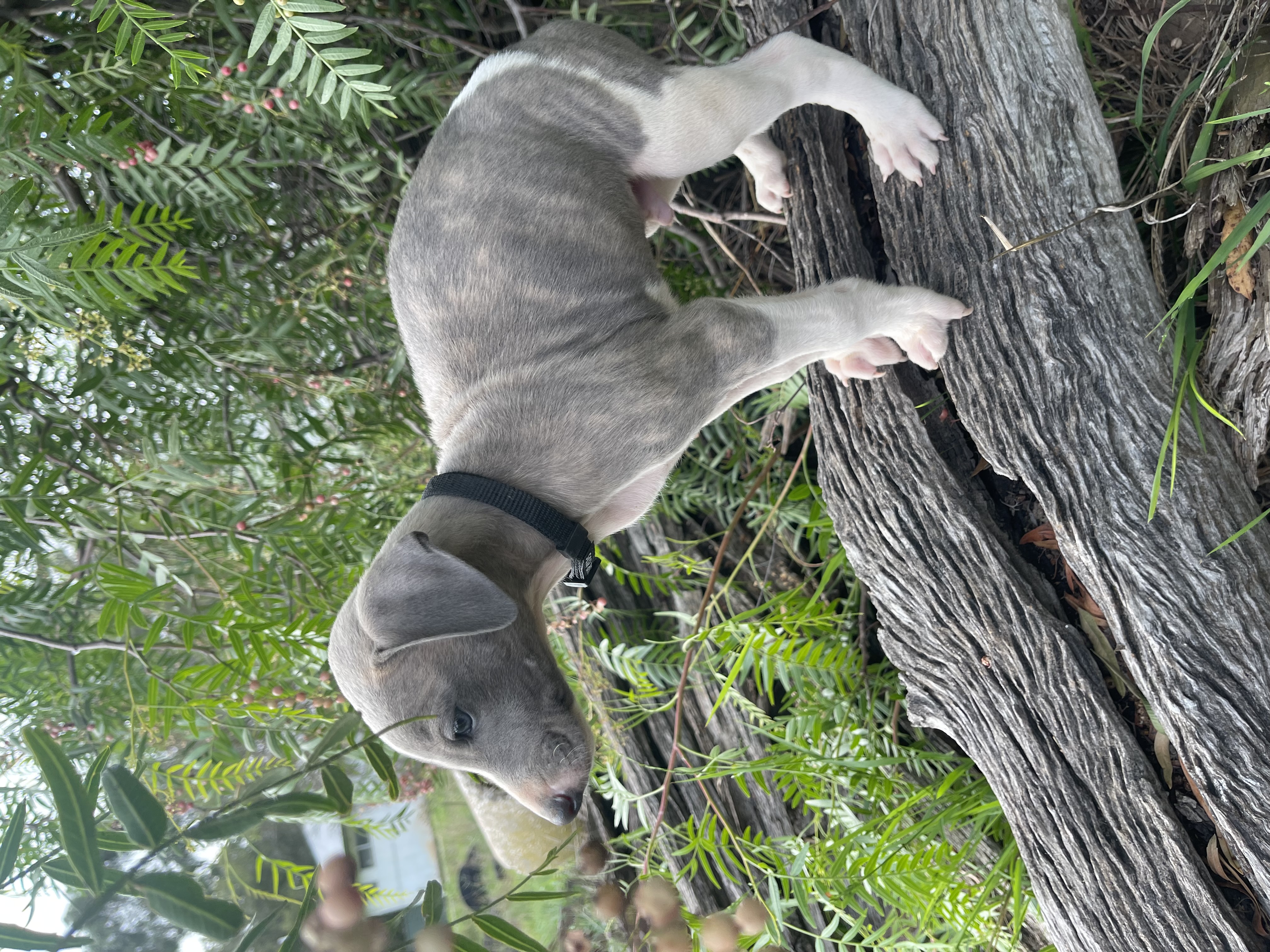Whippet – Lancaster