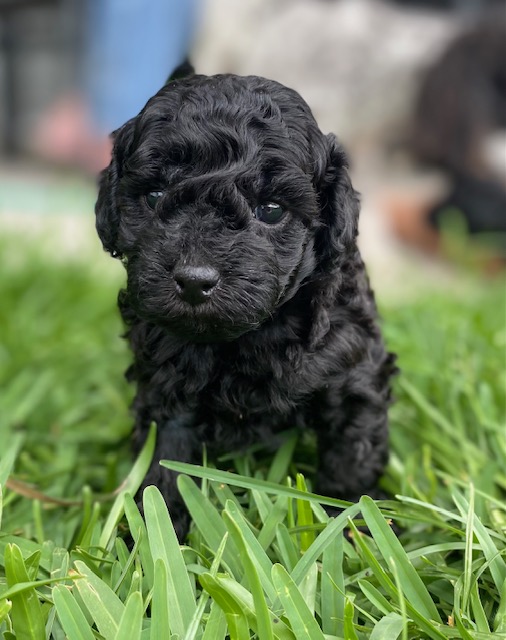 Toy Poodle - South Mackay