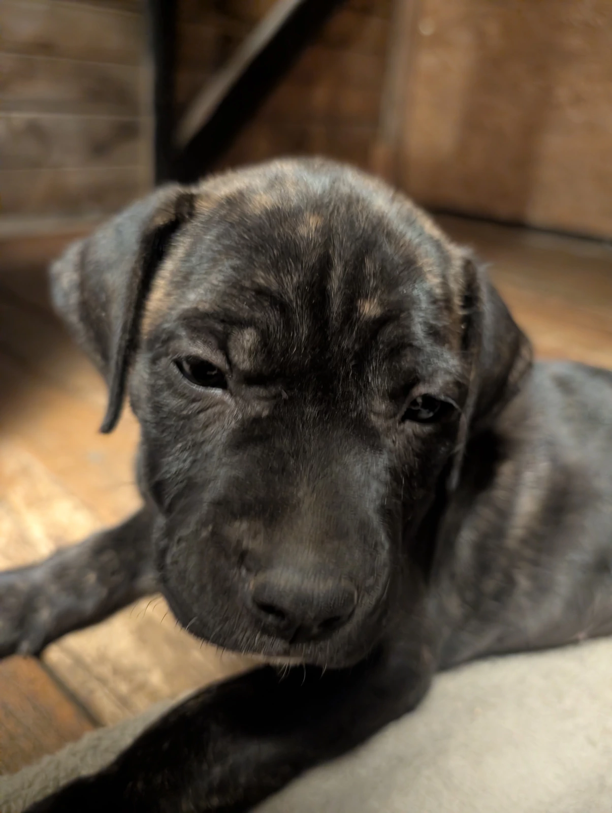 Bullmastiff - Stratton