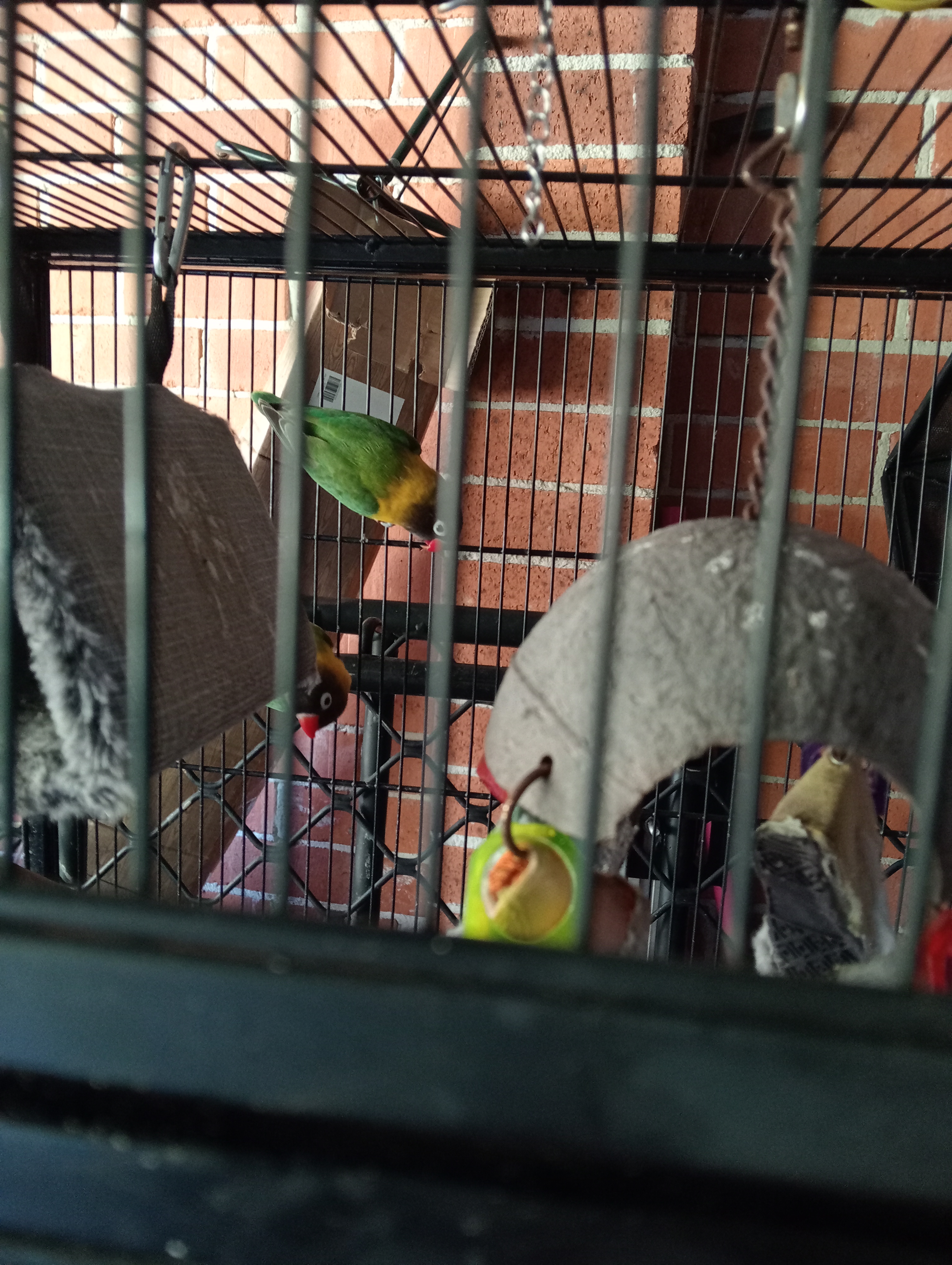 Lovebird – Tacoma