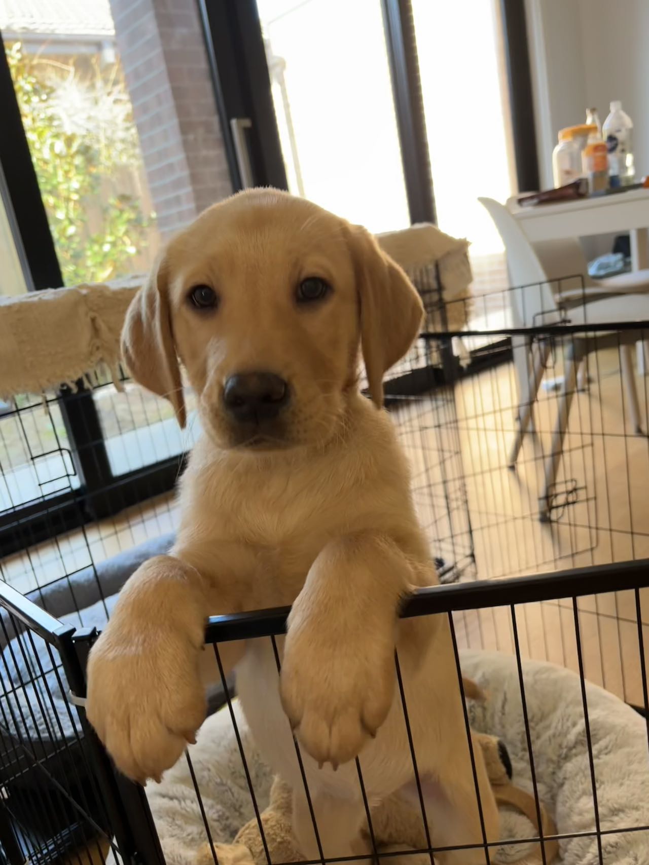 Labrador Retriever – Ashwood