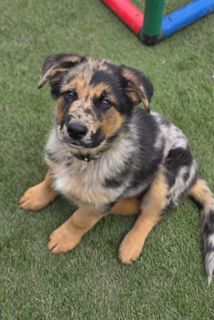 Shollie – Greendale