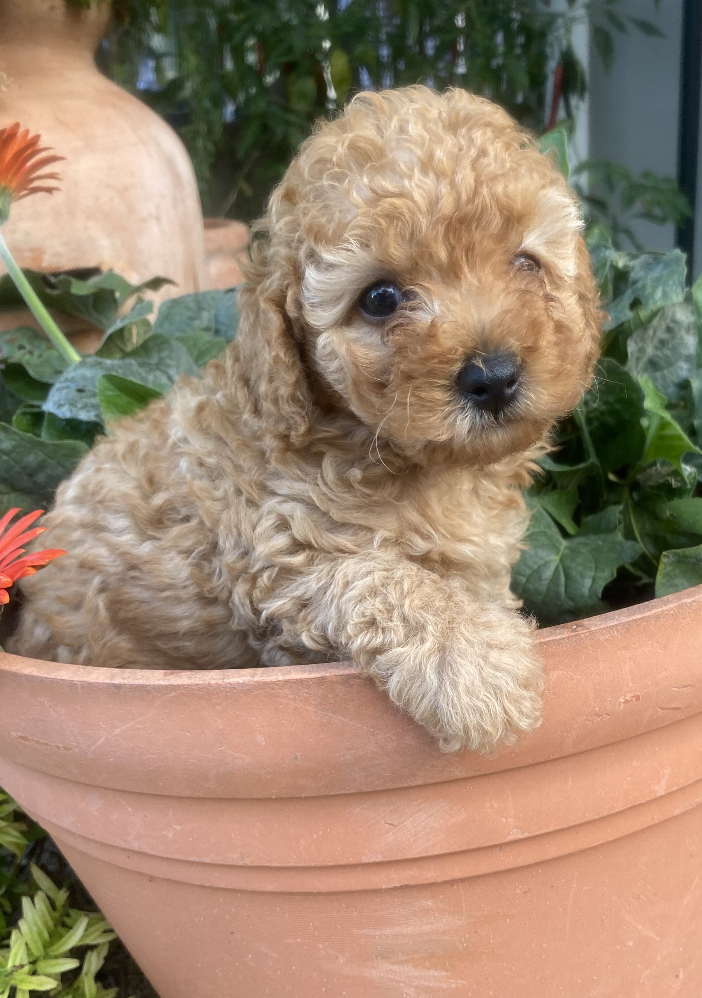 Toy Poodle – Cleveland