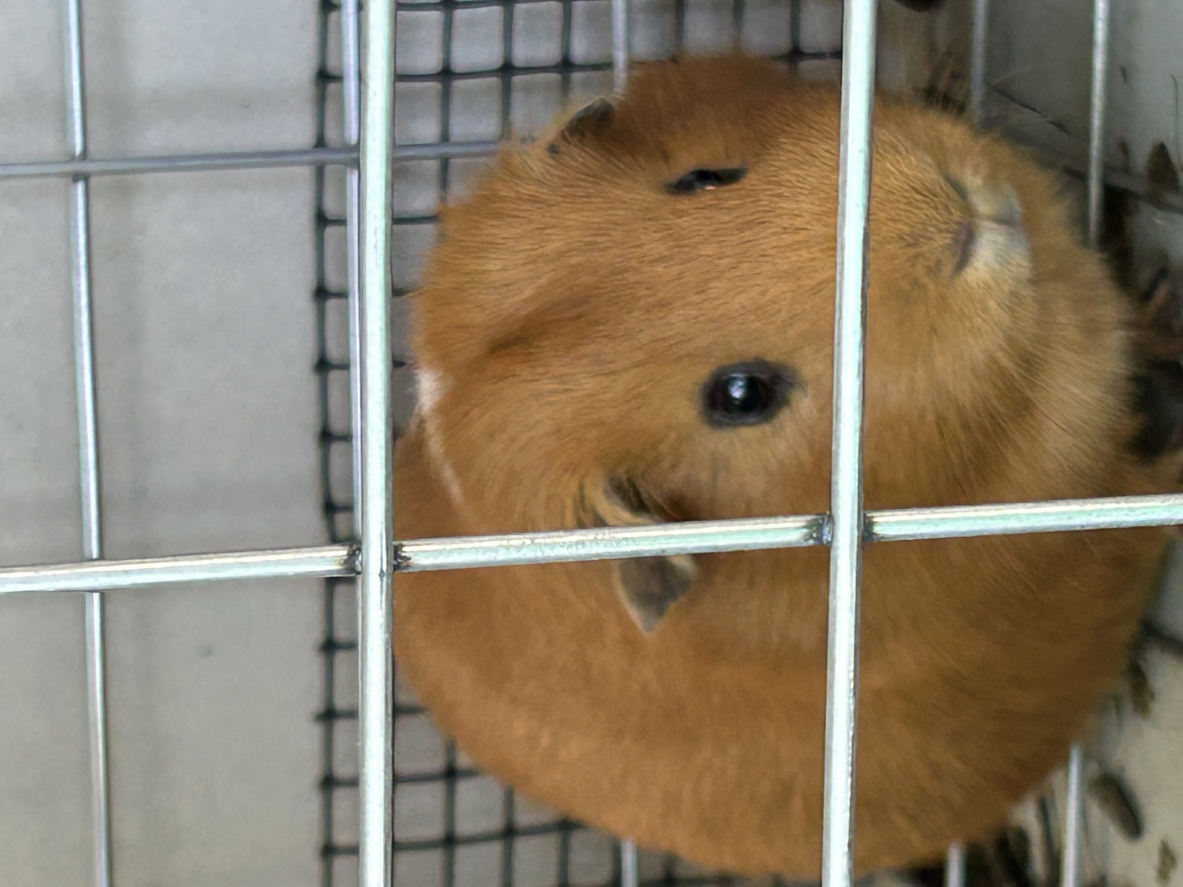 Guinea Pig – Bankstown