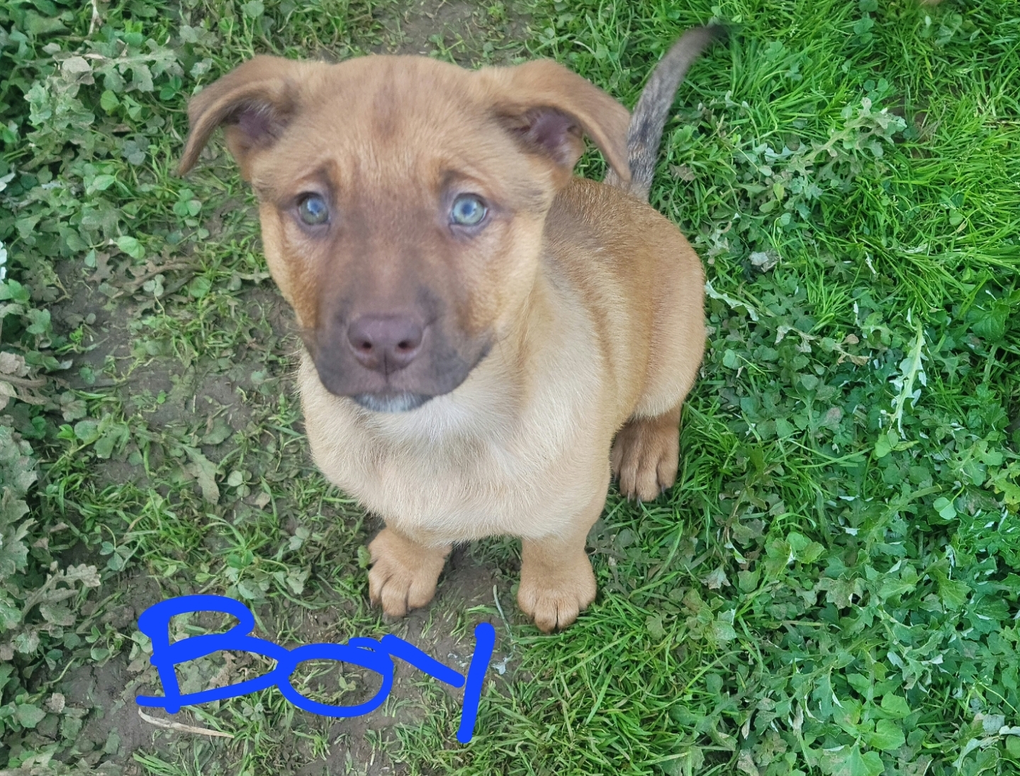 Australian Kelpie – Greenwith