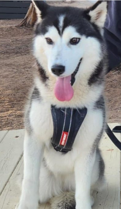 Husky – Angle Vale