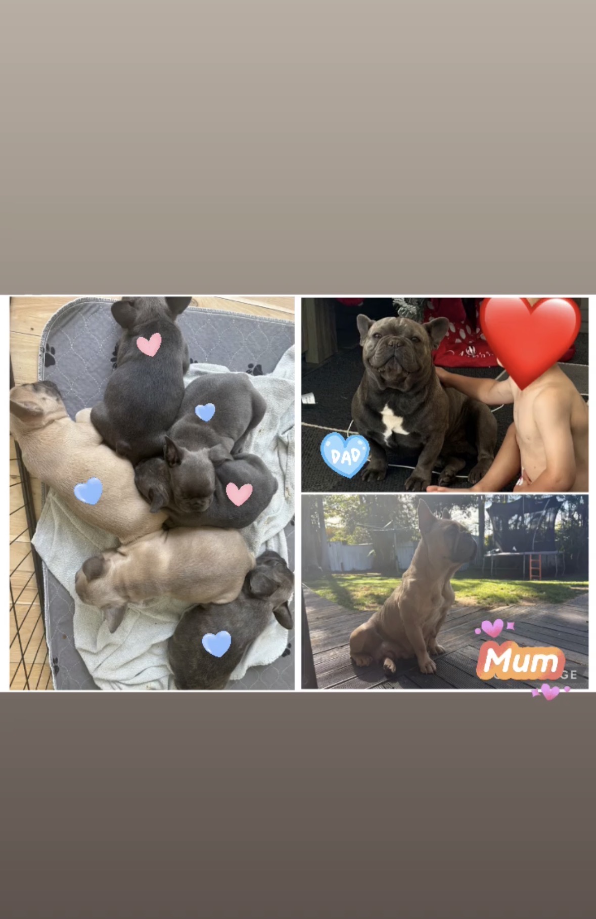 French Bulldog – Rathmines