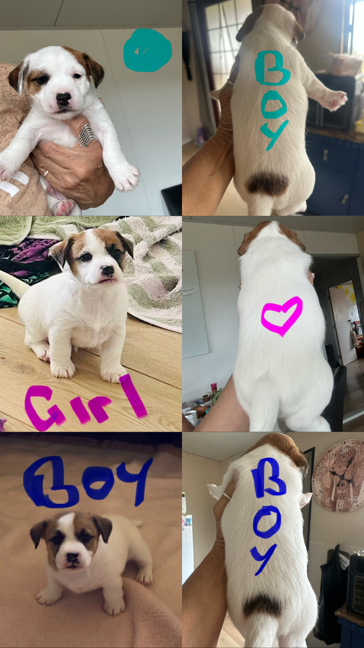 Jack Russell – Gatton