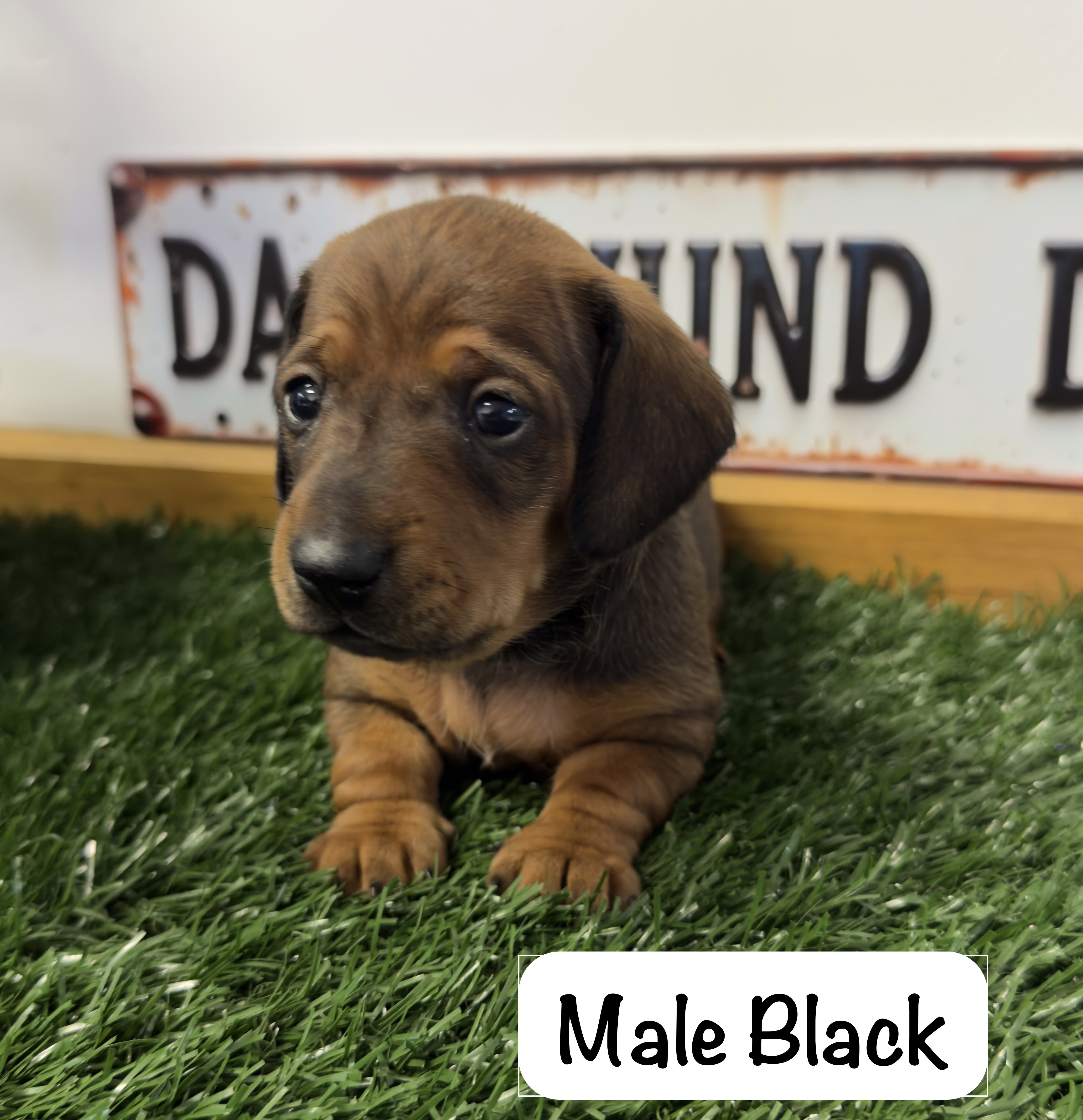 Miniature Dachshund – Rosebud