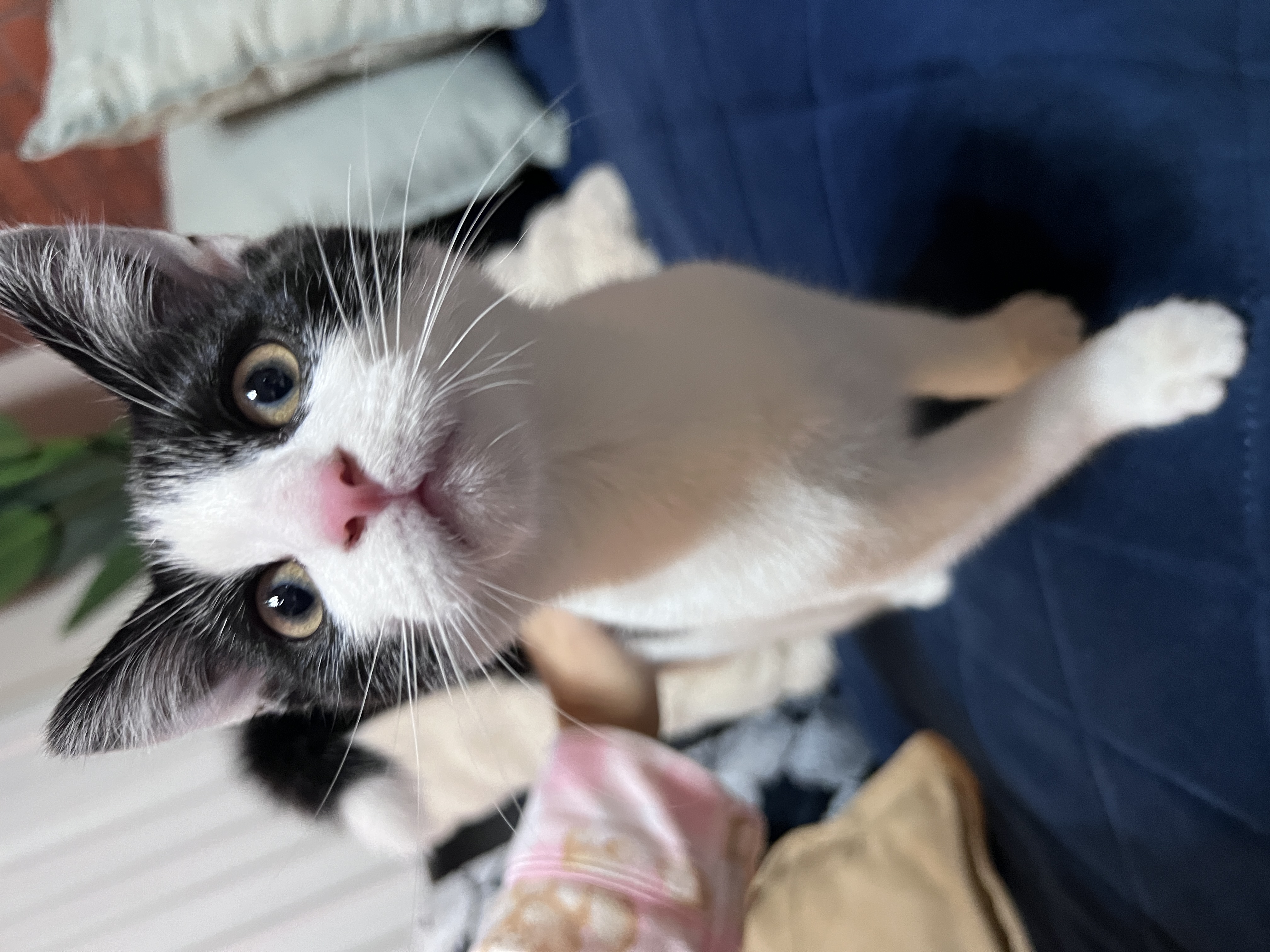 Other Cats – Taylors Lakes