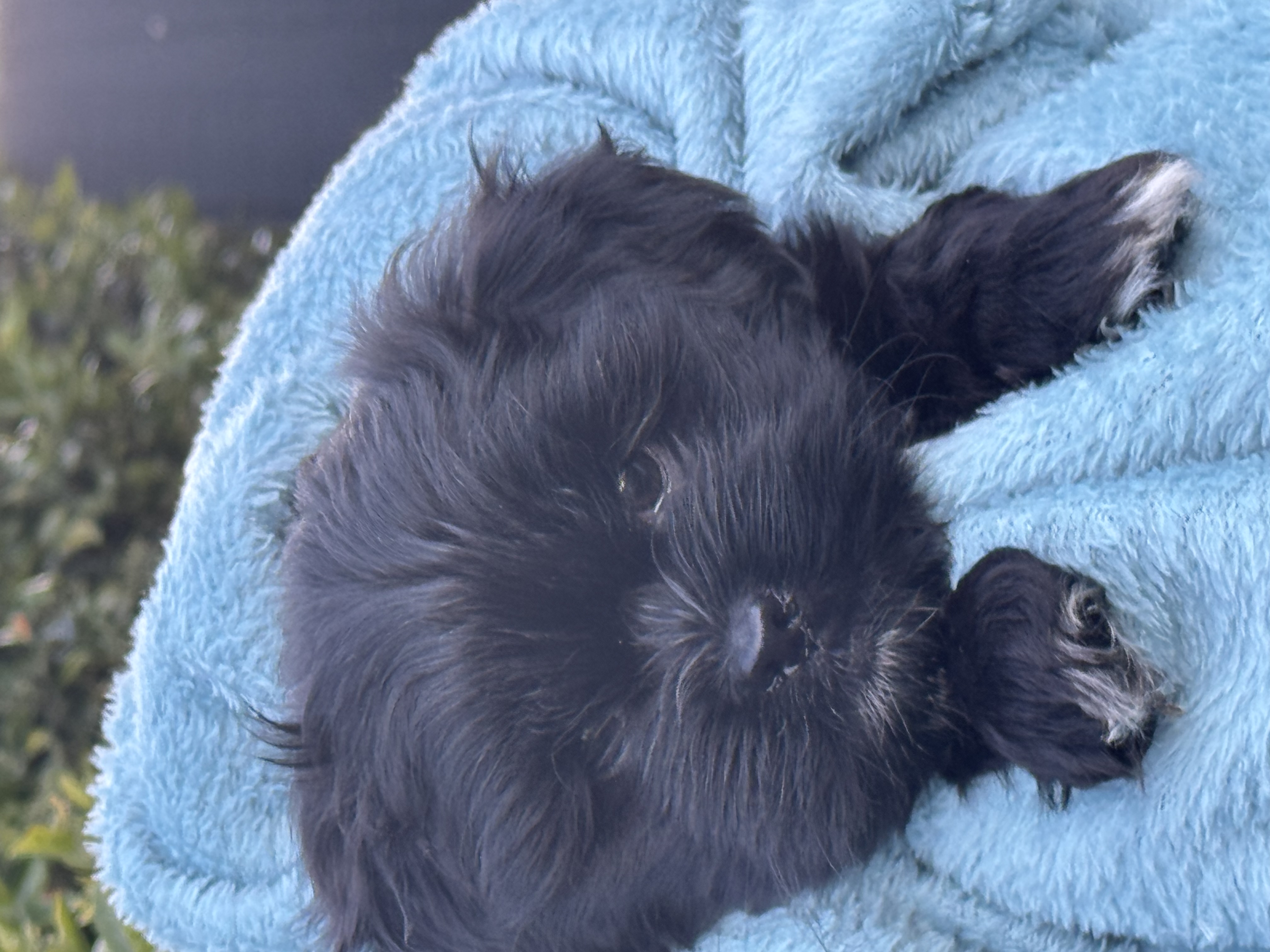 Lhasa Apso – Diamond Creek