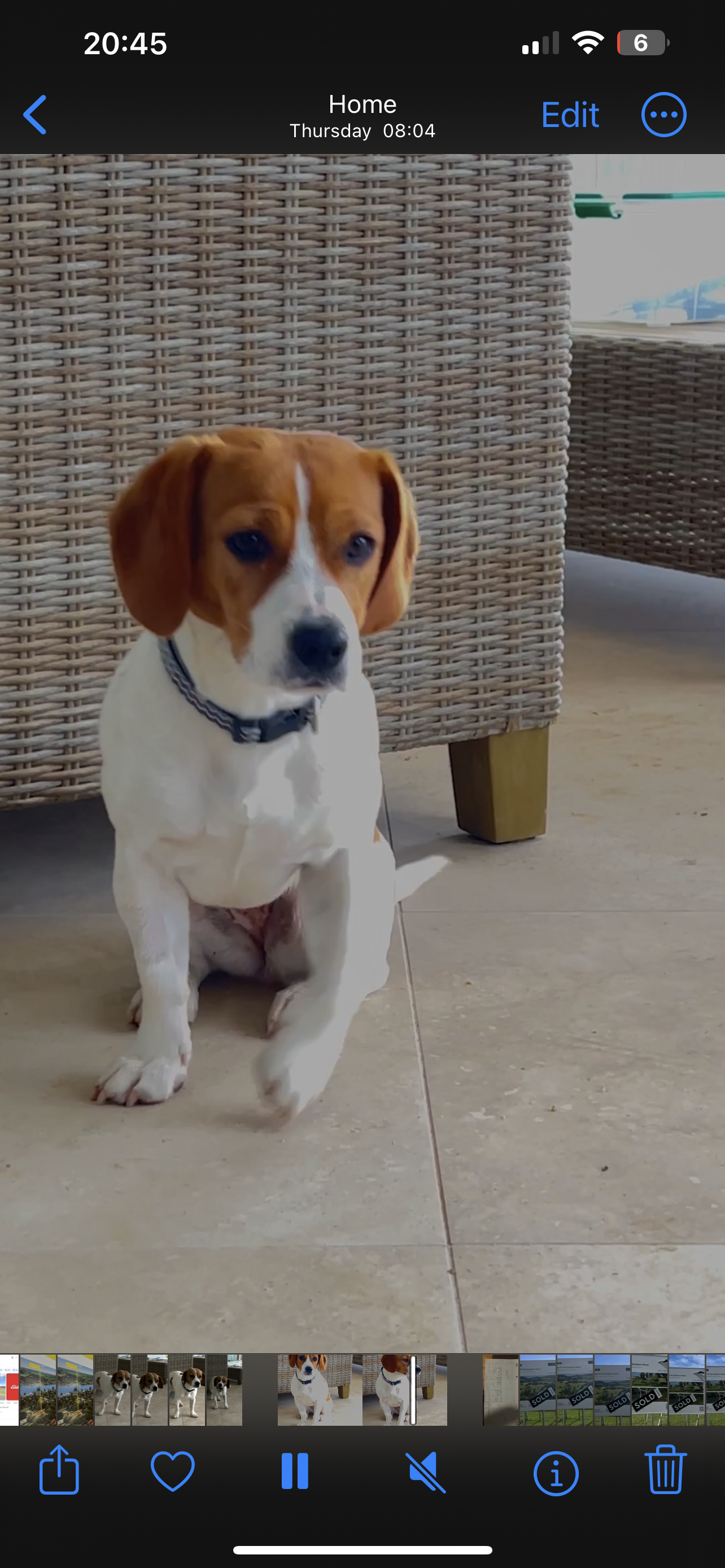 Jack Russell – Benalla