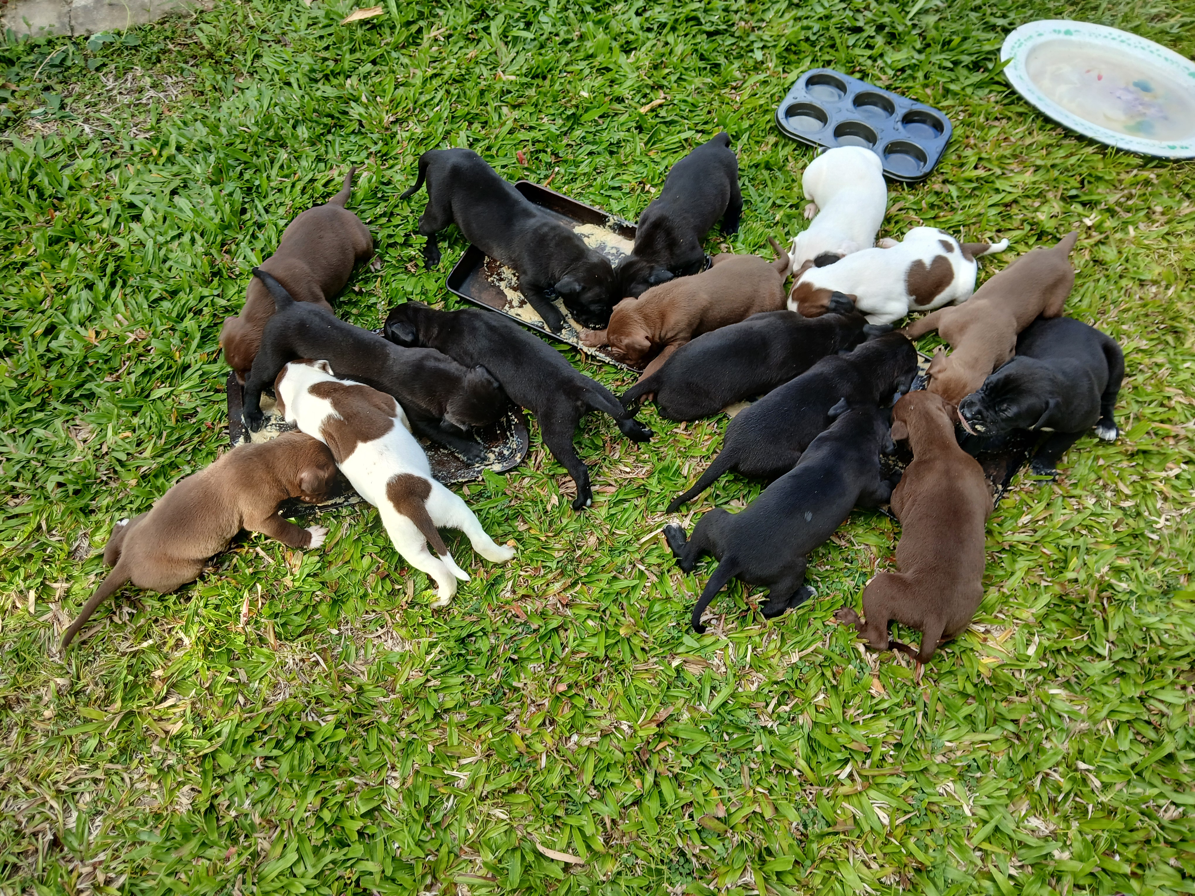 Dogs - Nome - PetsForHomes