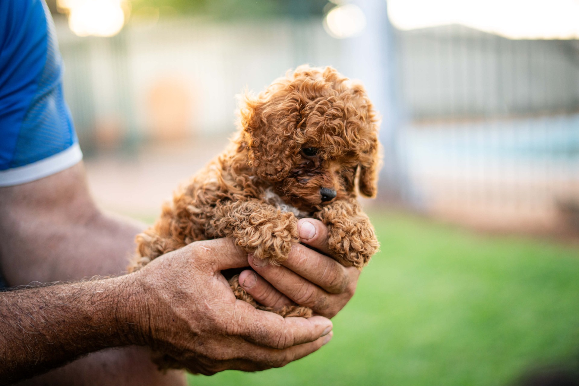 Cavoodle – Gazza Downs Petite Paws