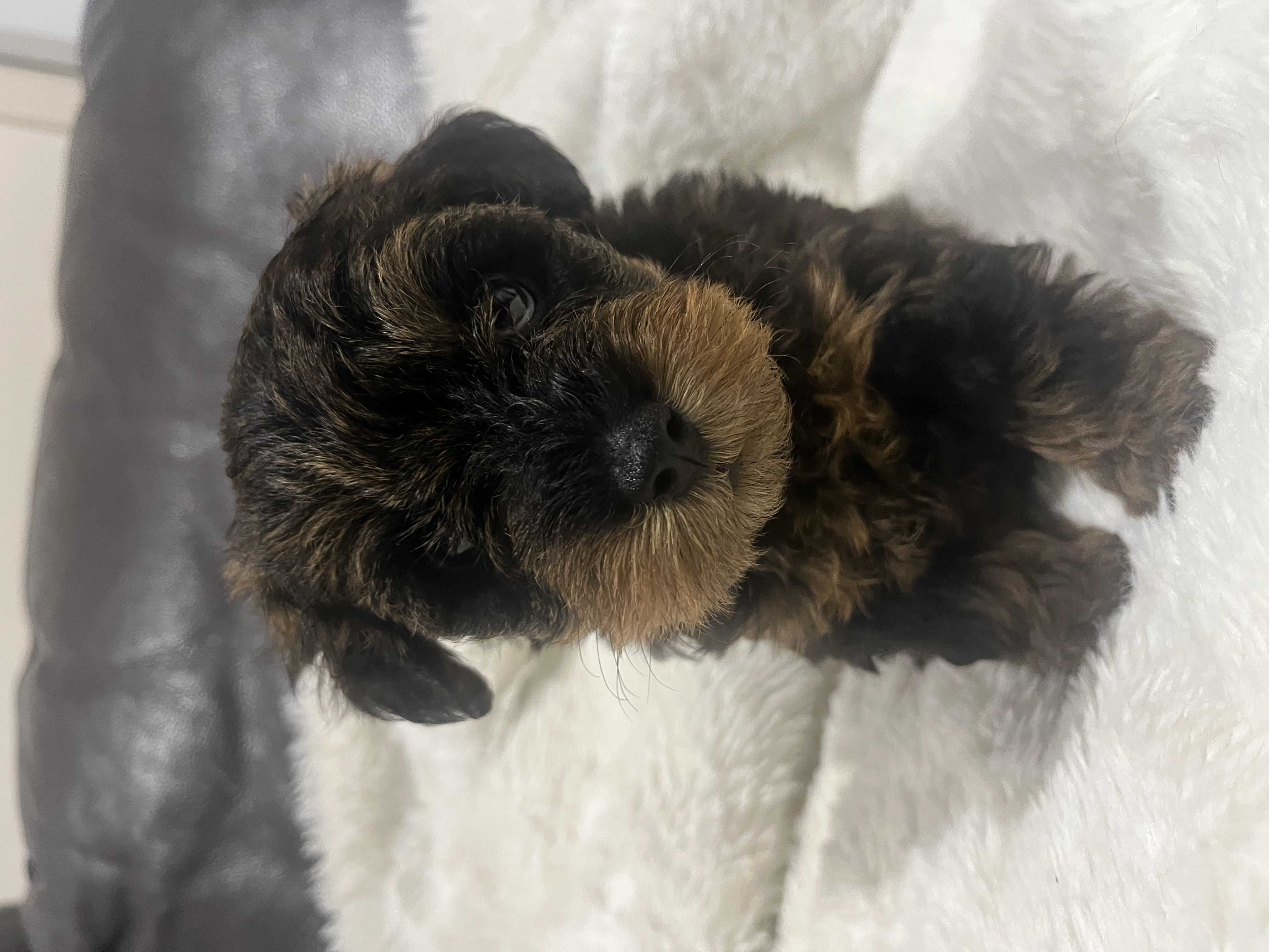 Schnoodle – Kangaroo Flat