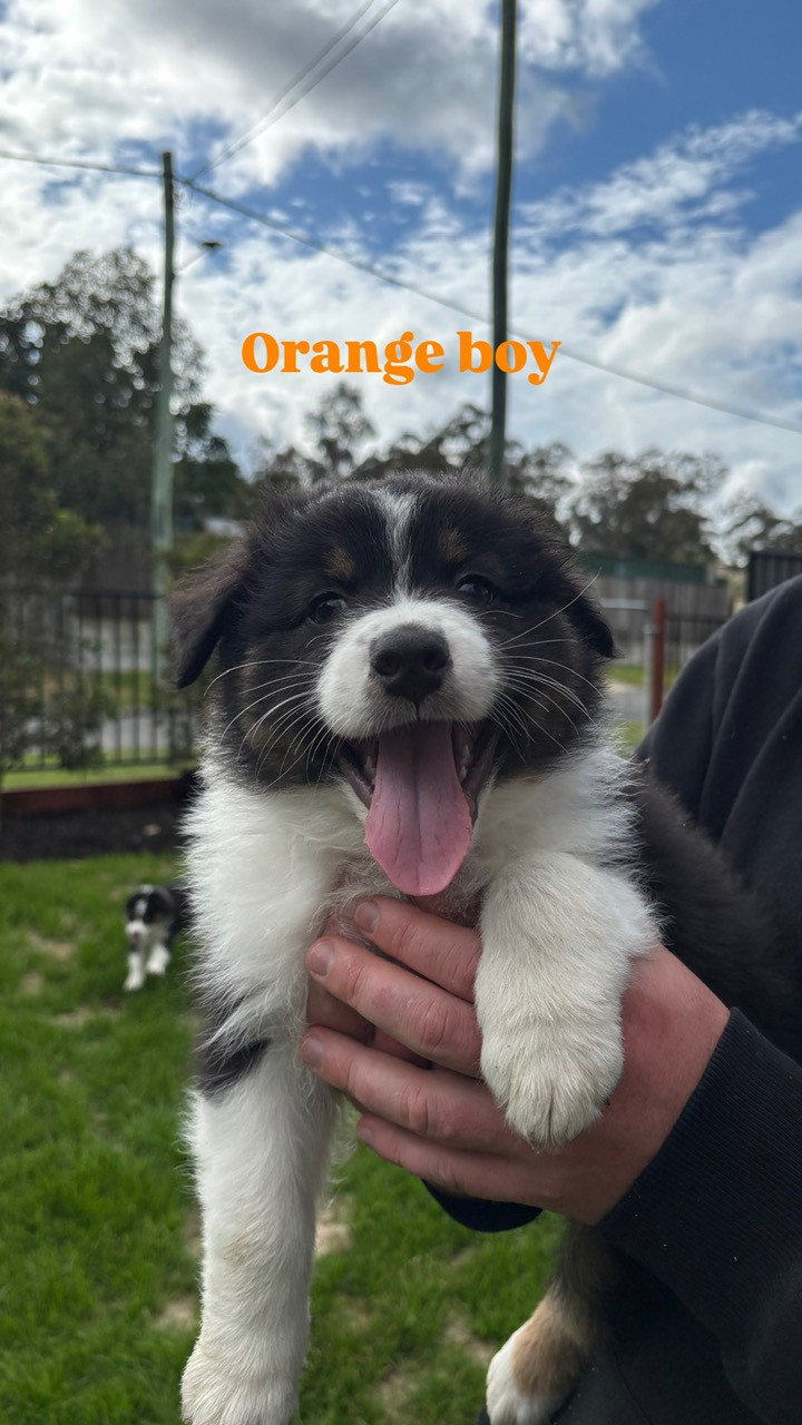 Australian Shepherd – D’Aguilar