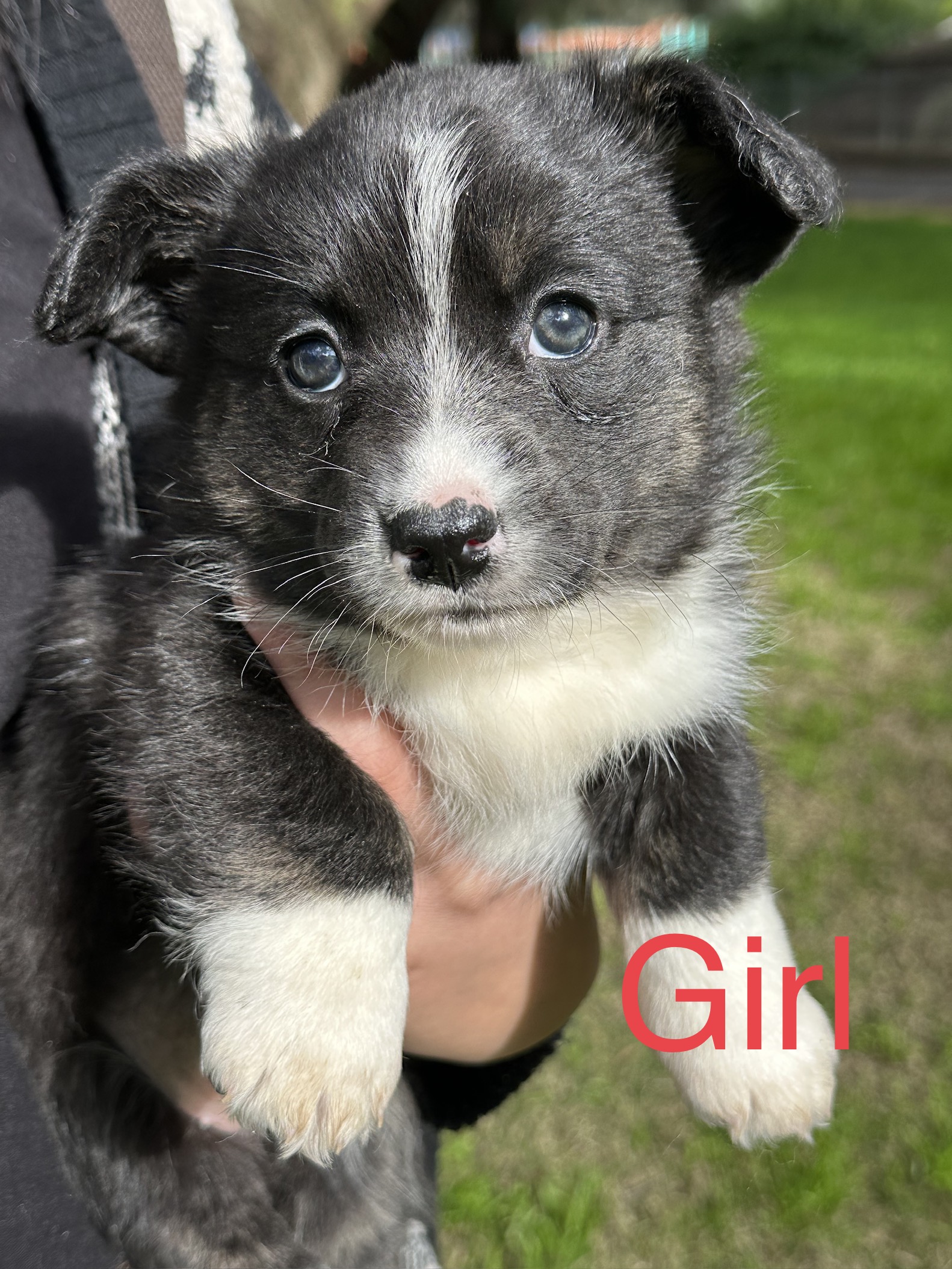 Pure breed Cardigan Corgi puppies , free delivery to Melbourne area
