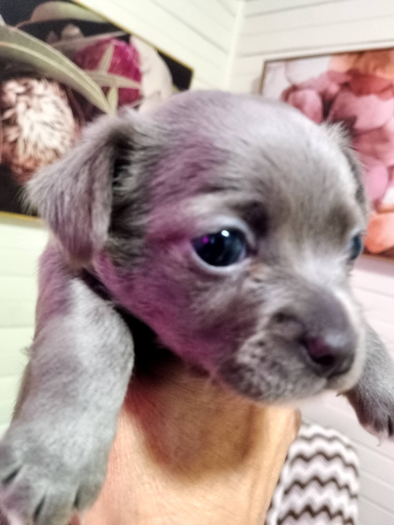 Chihuahua – Lithgow