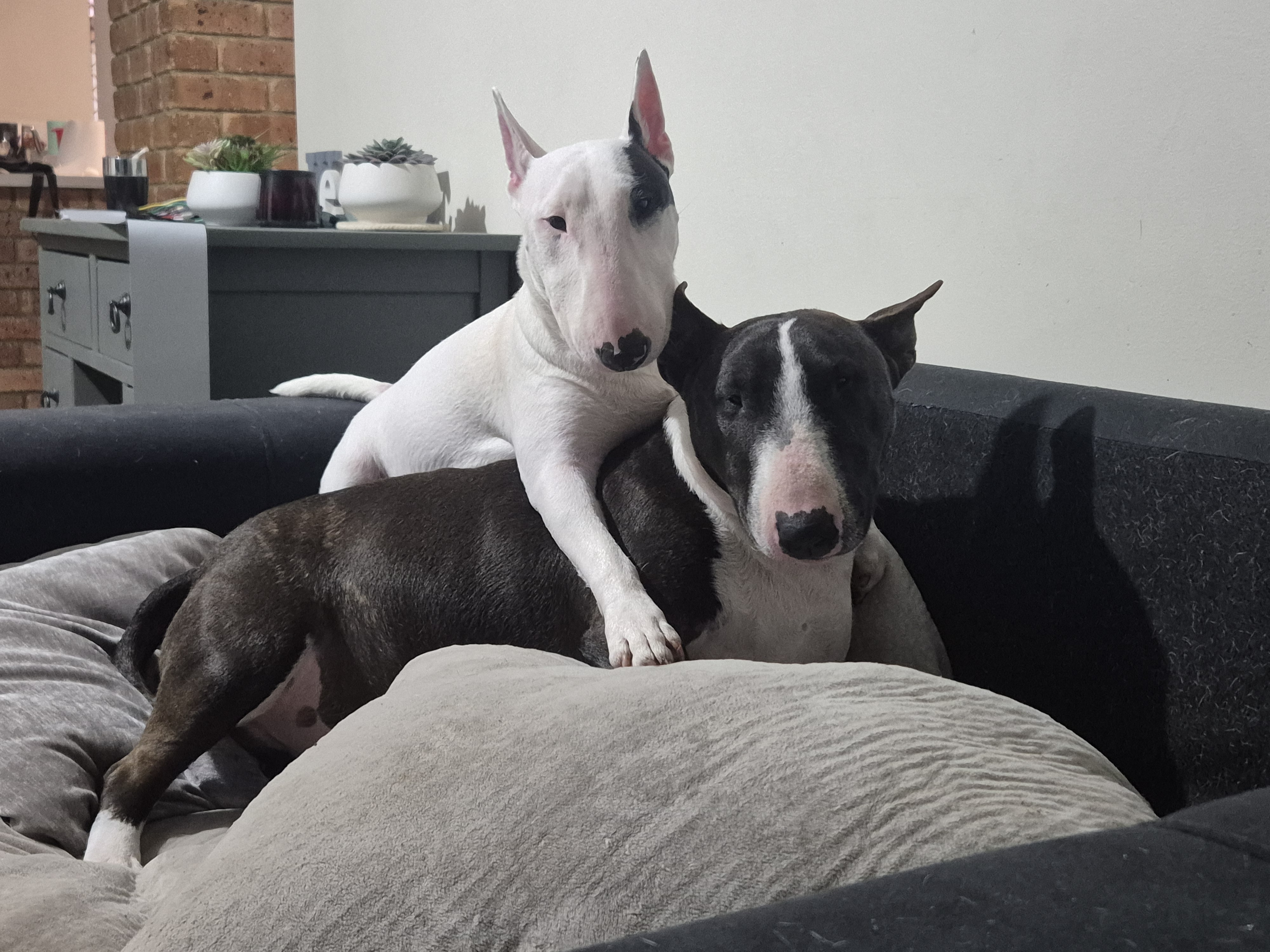 English Bull Terrier – Mandurah