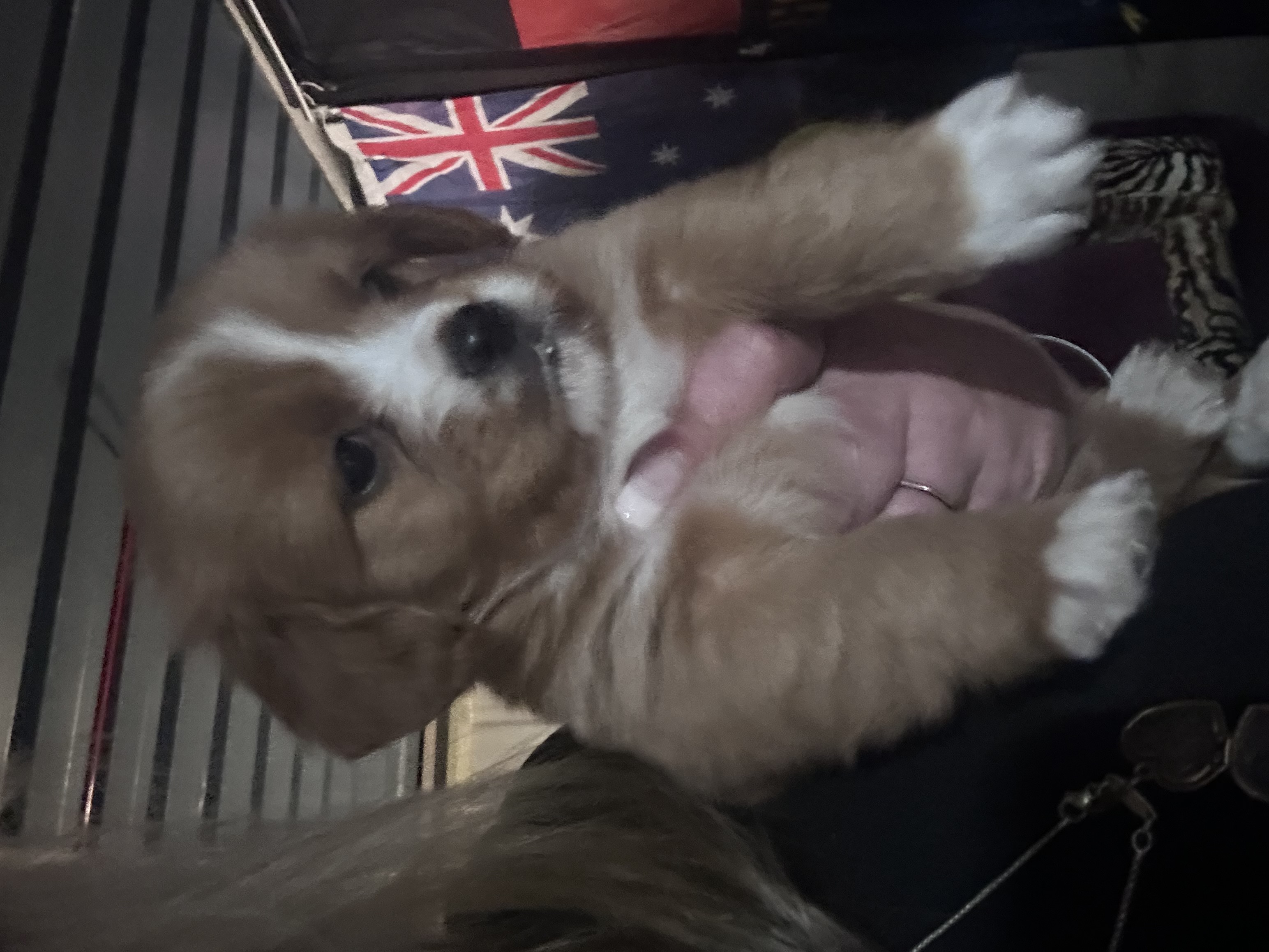 Cavalier King Charles Spaniel – Rockingham
