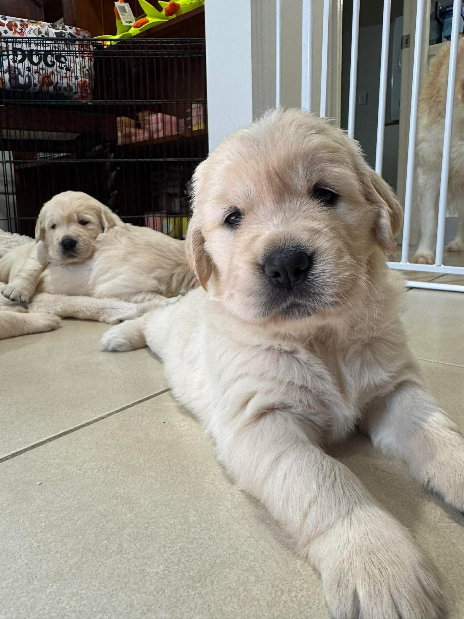 Golden Retriever – Burpengary