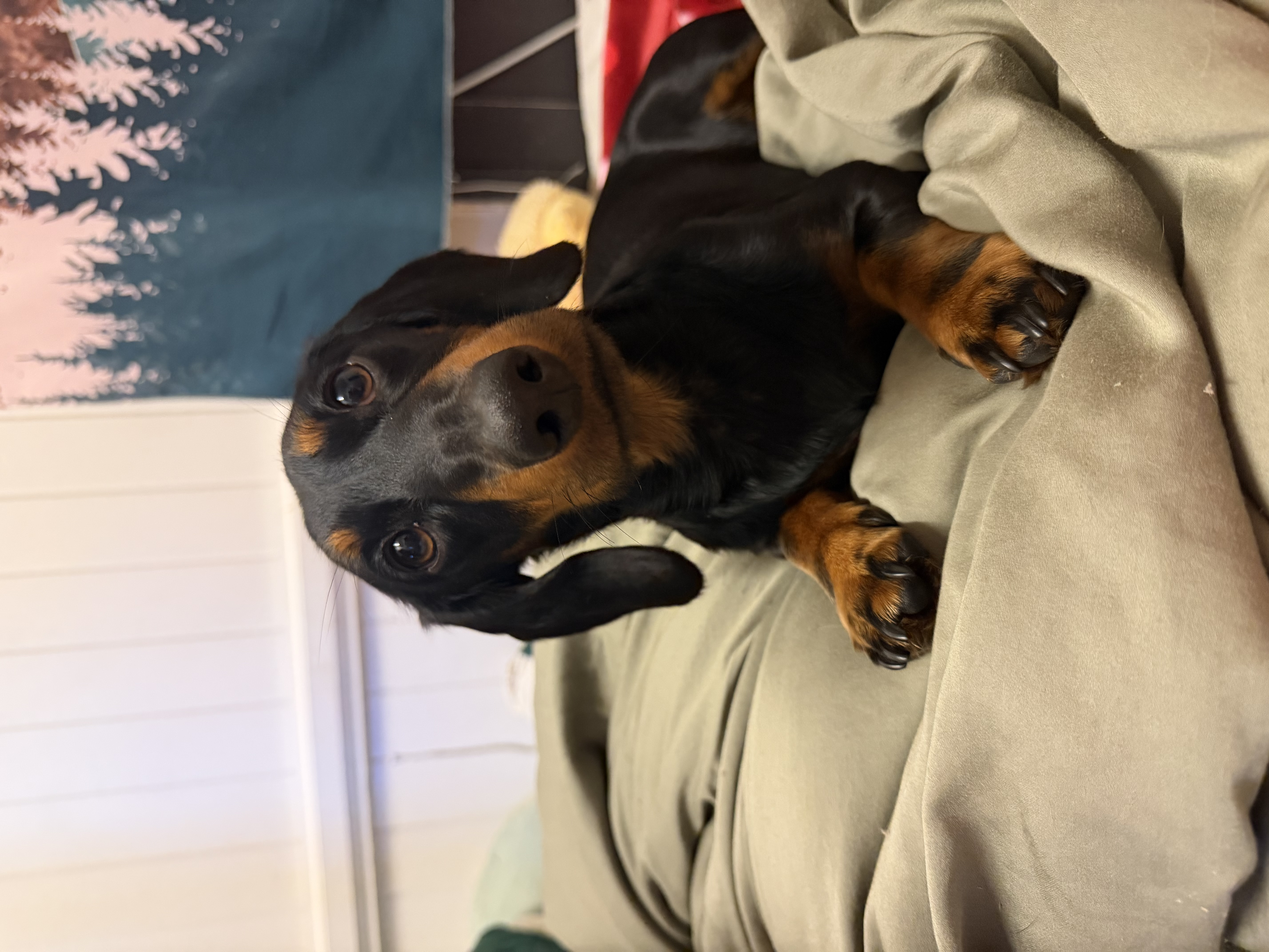 Dachshund – Rockhampton City