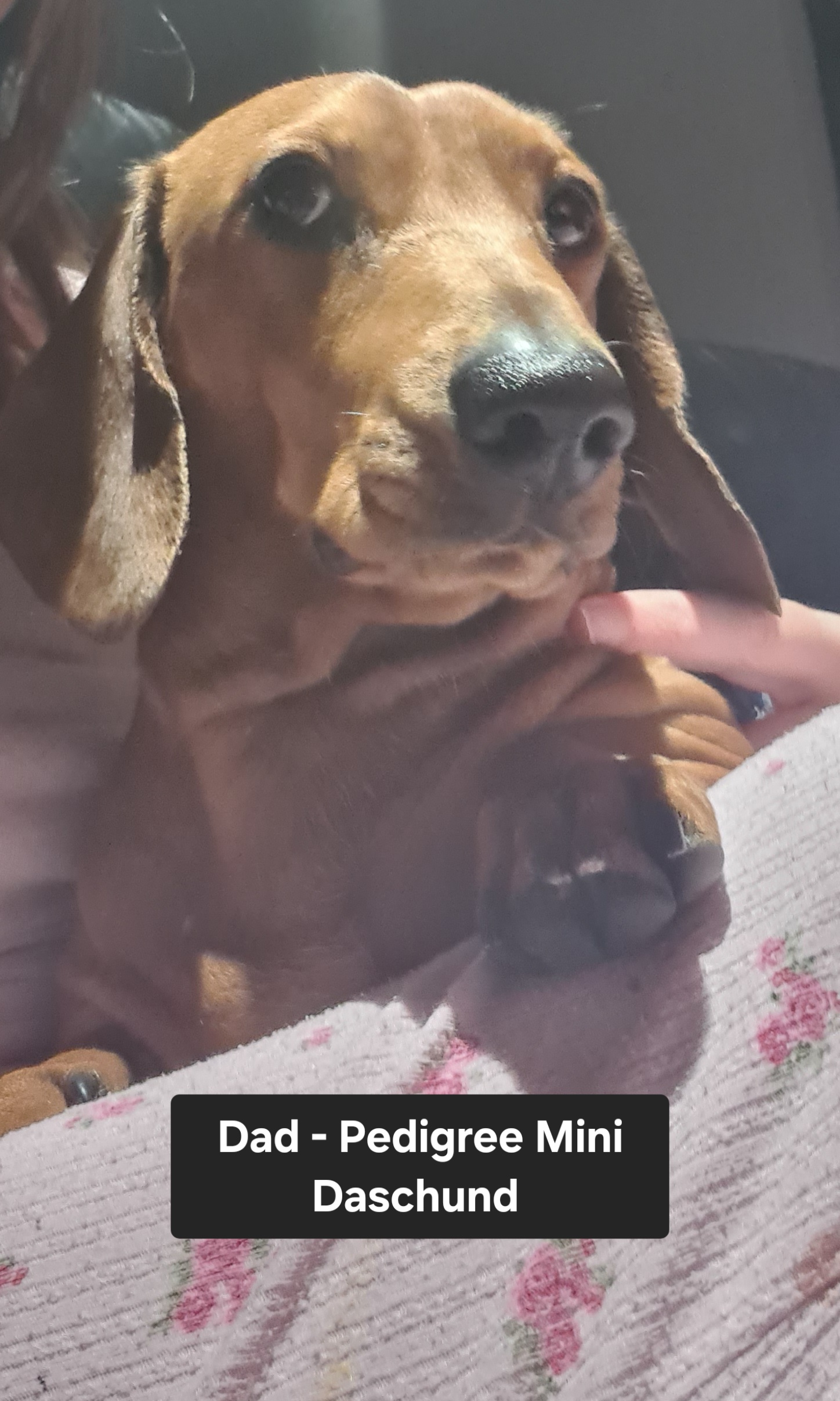 Miniature Dachshund – Baldivis
