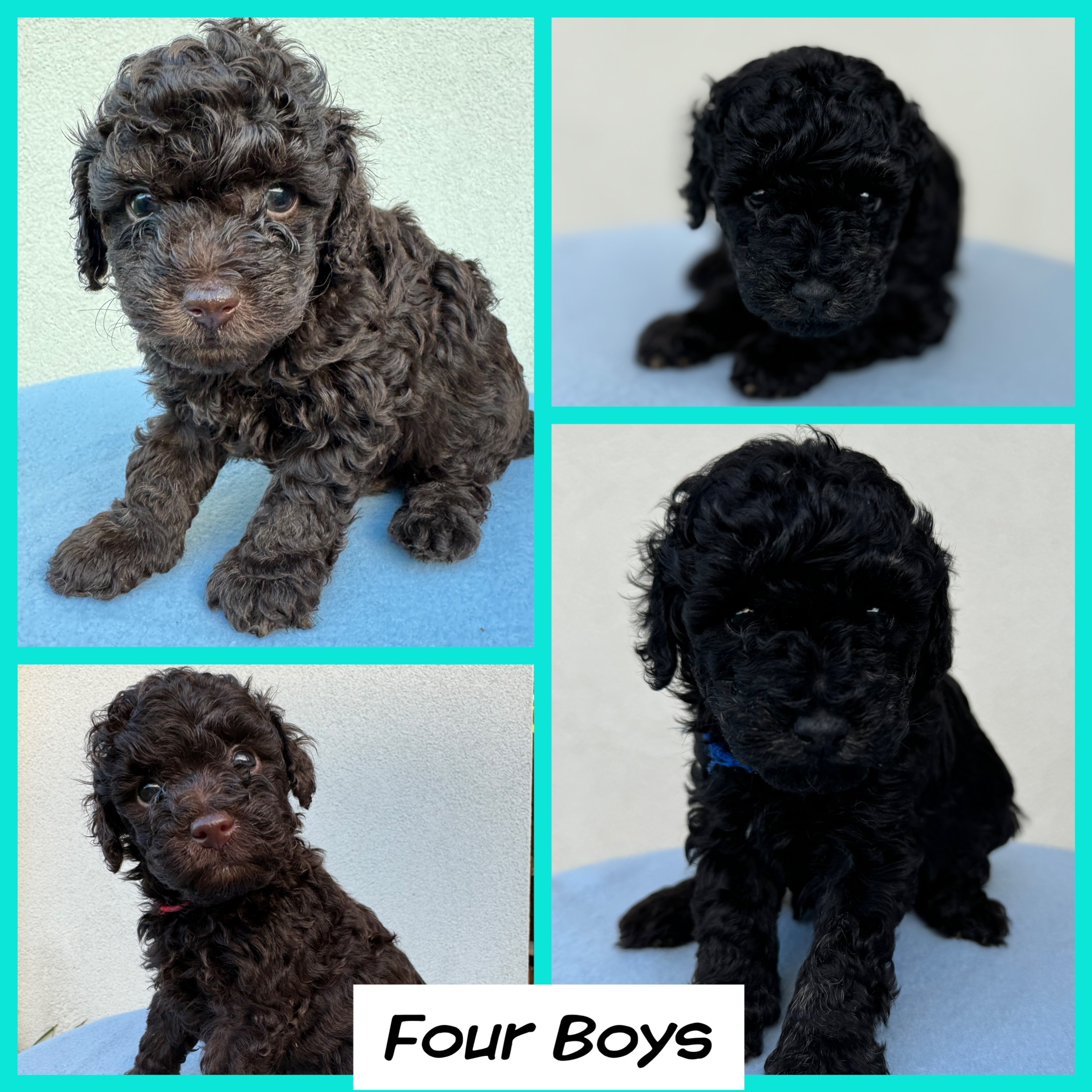 Toy Poodle – Gladstone Central