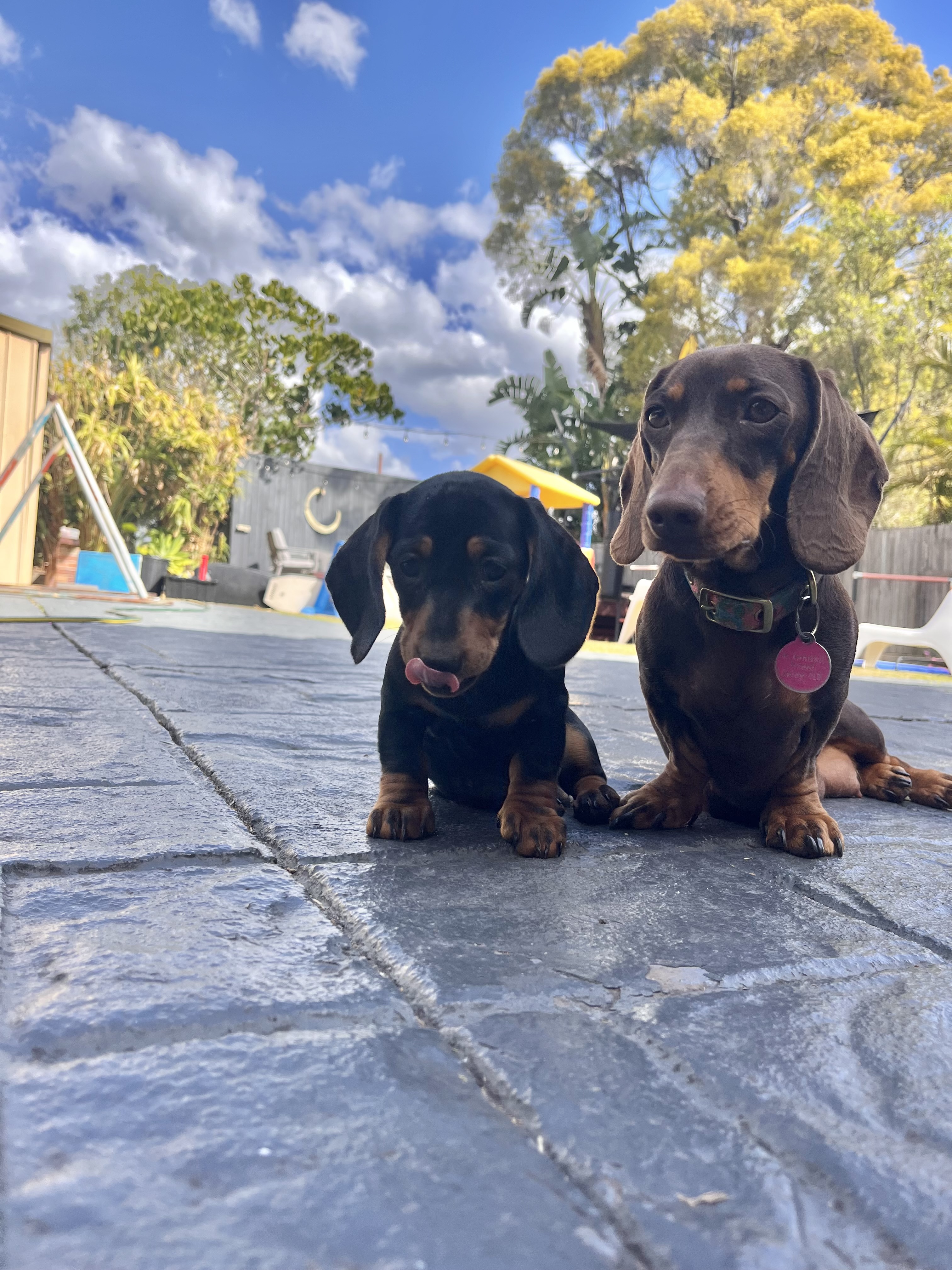 3 female mini dachshund puppies READY NOW