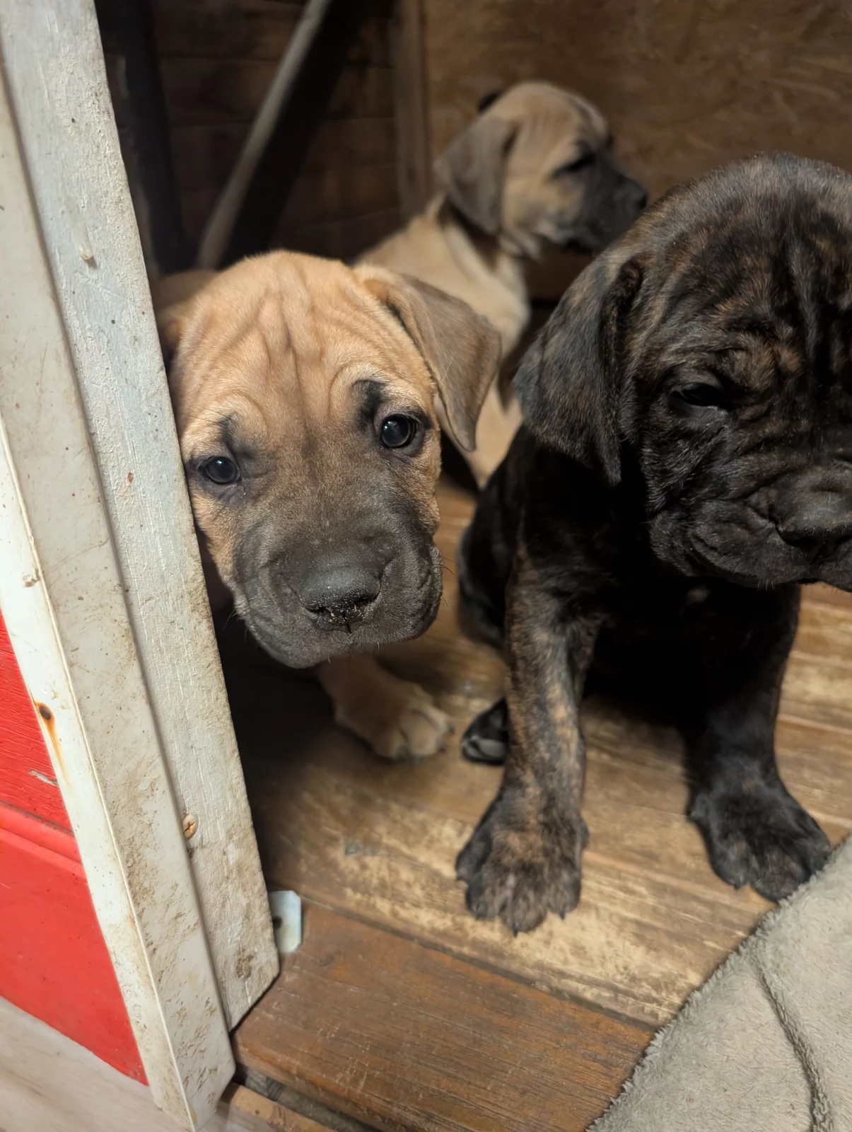 Bullmastiff - Stratton