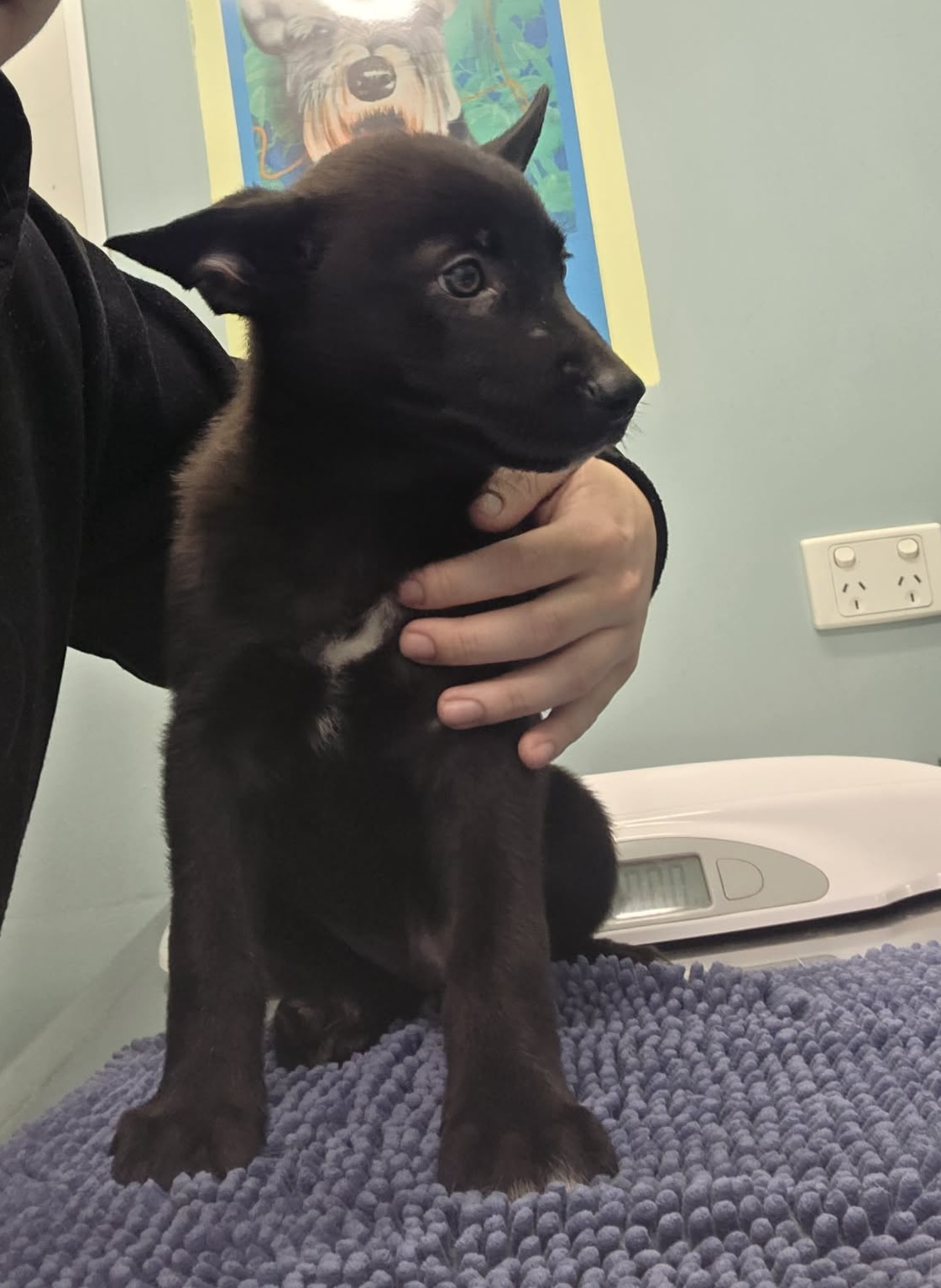 German Shepherd – Melbourne