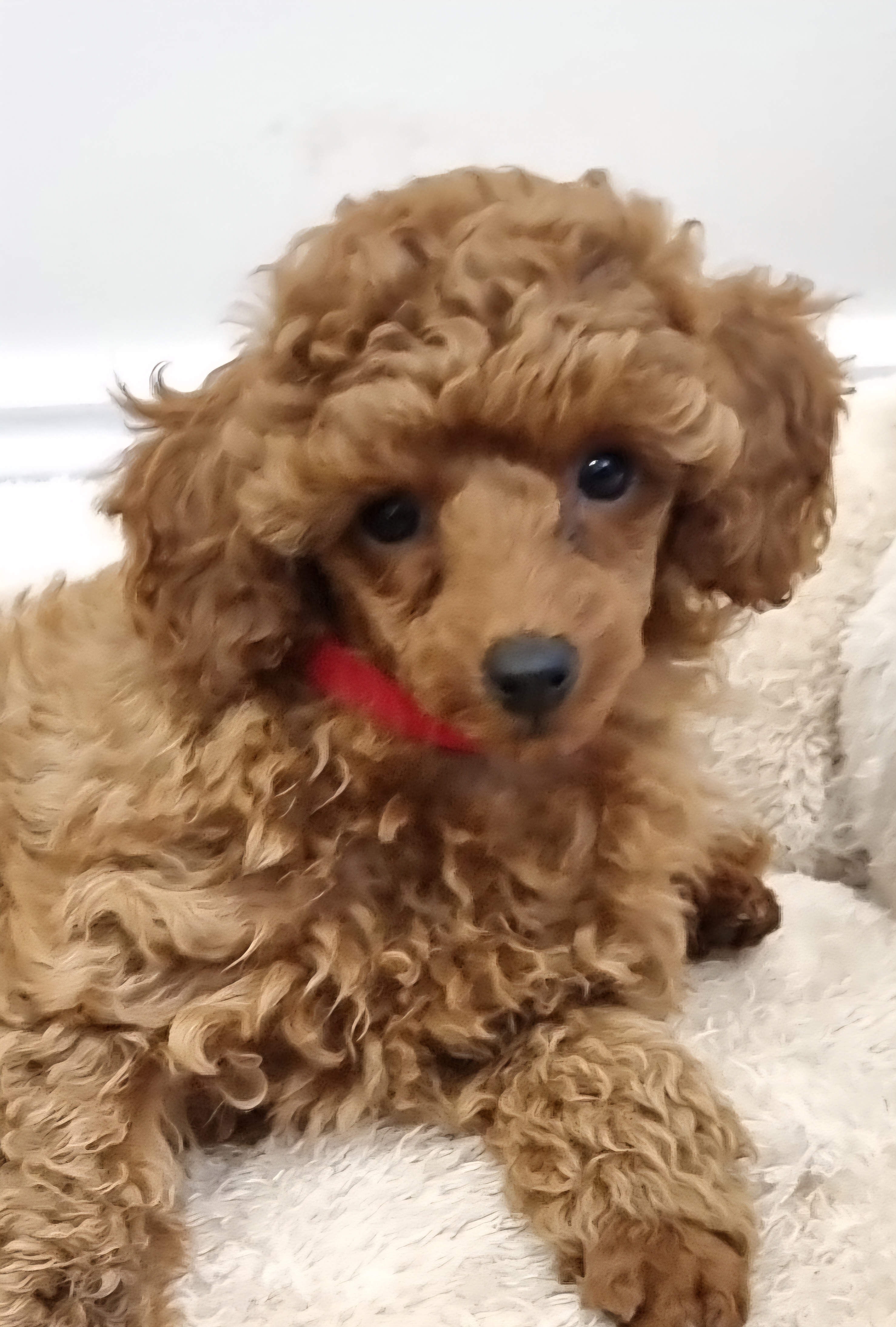 Toy Poodle – Emu Plains