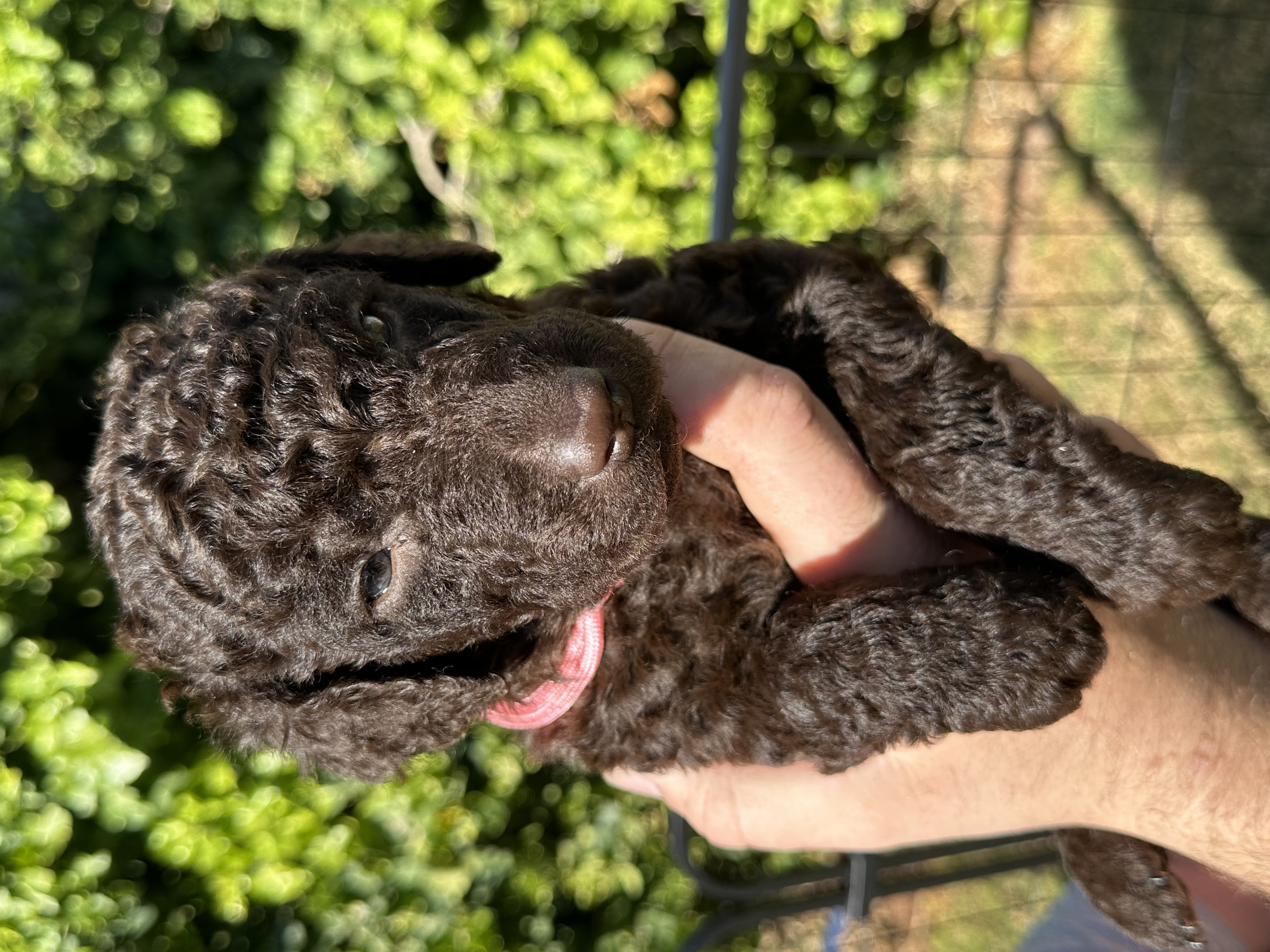 Curly-Coated Retriever – Port Augusta