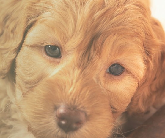 Australian Labradoodle