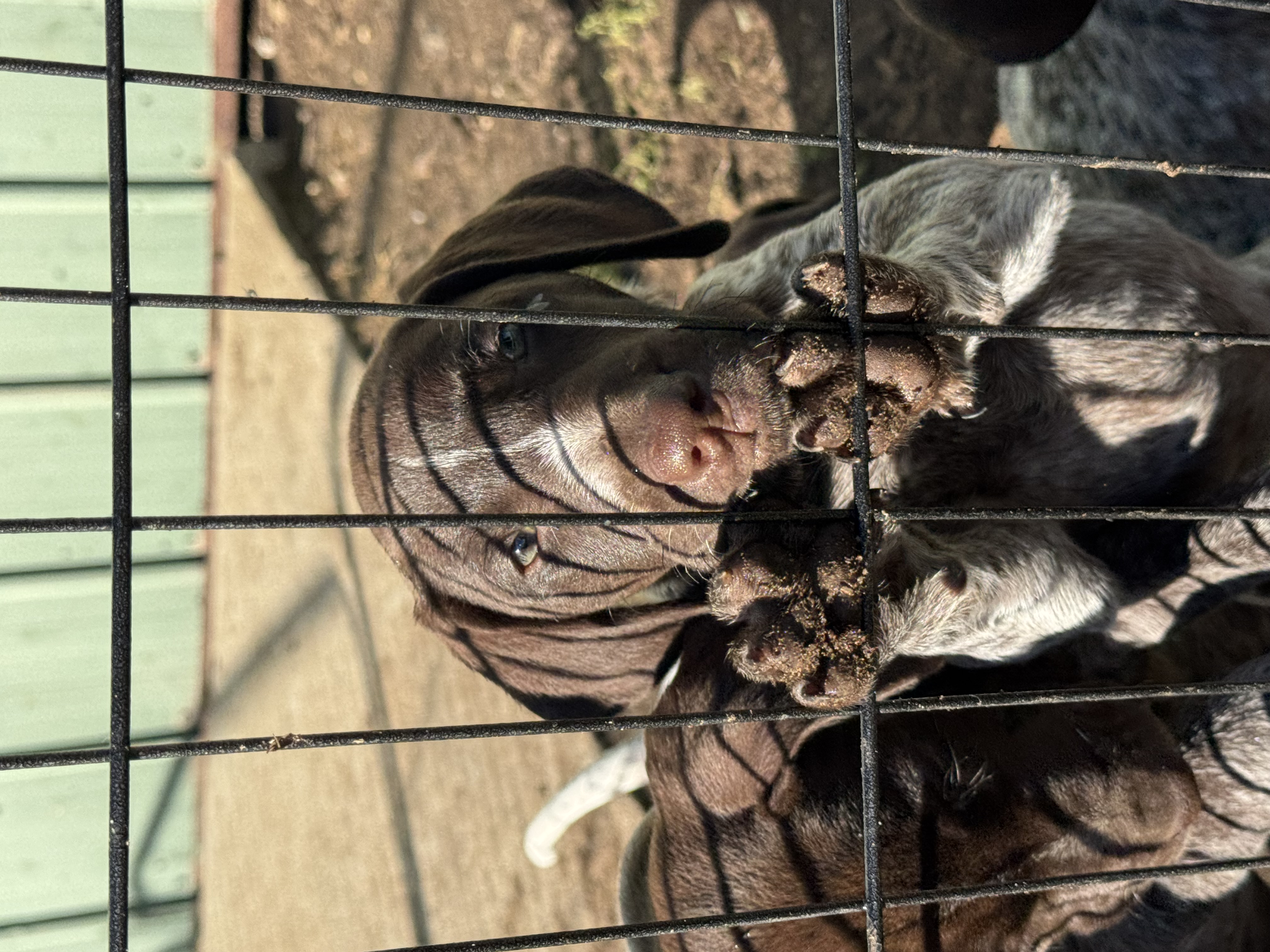 German Shorthaired Pointer – Gundowring