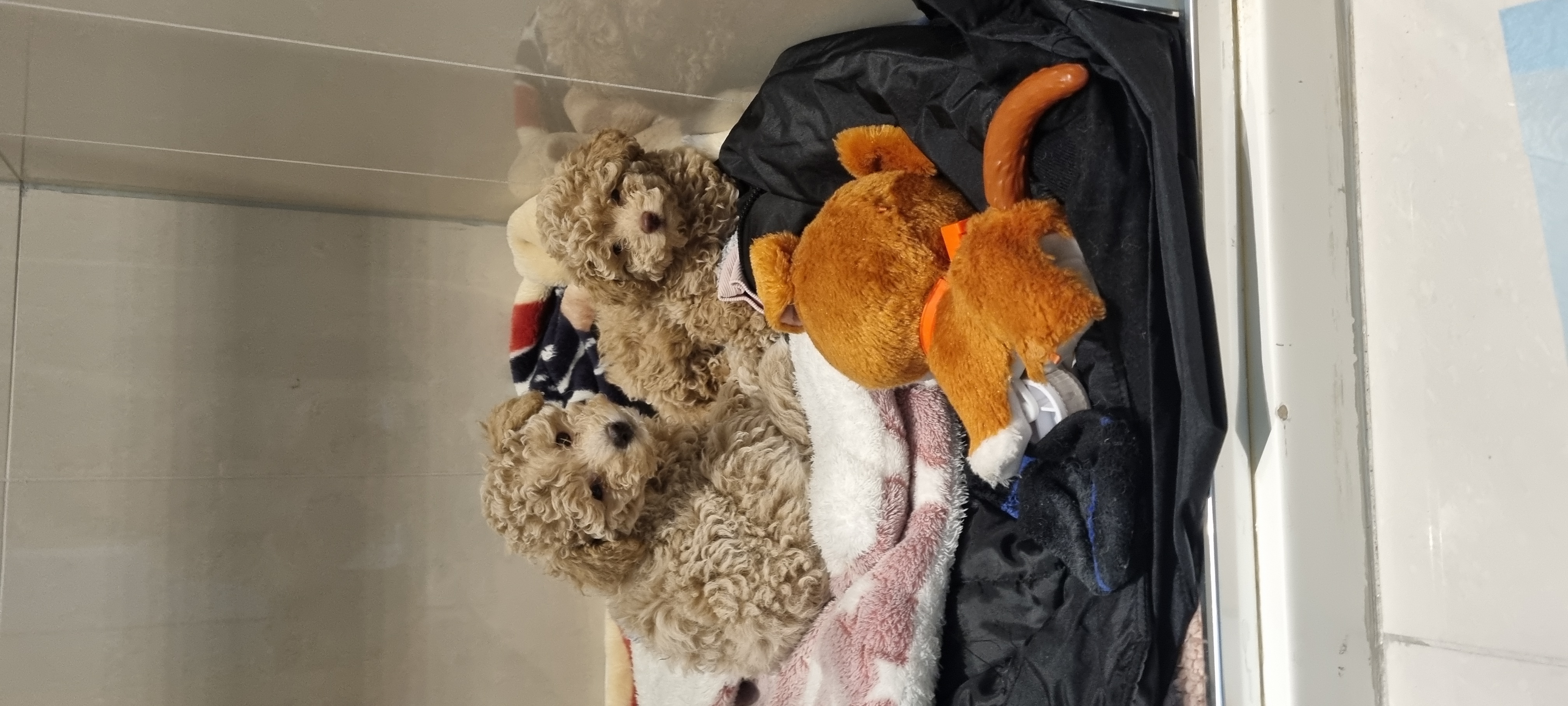 Toy Poodle – Taylors Hill