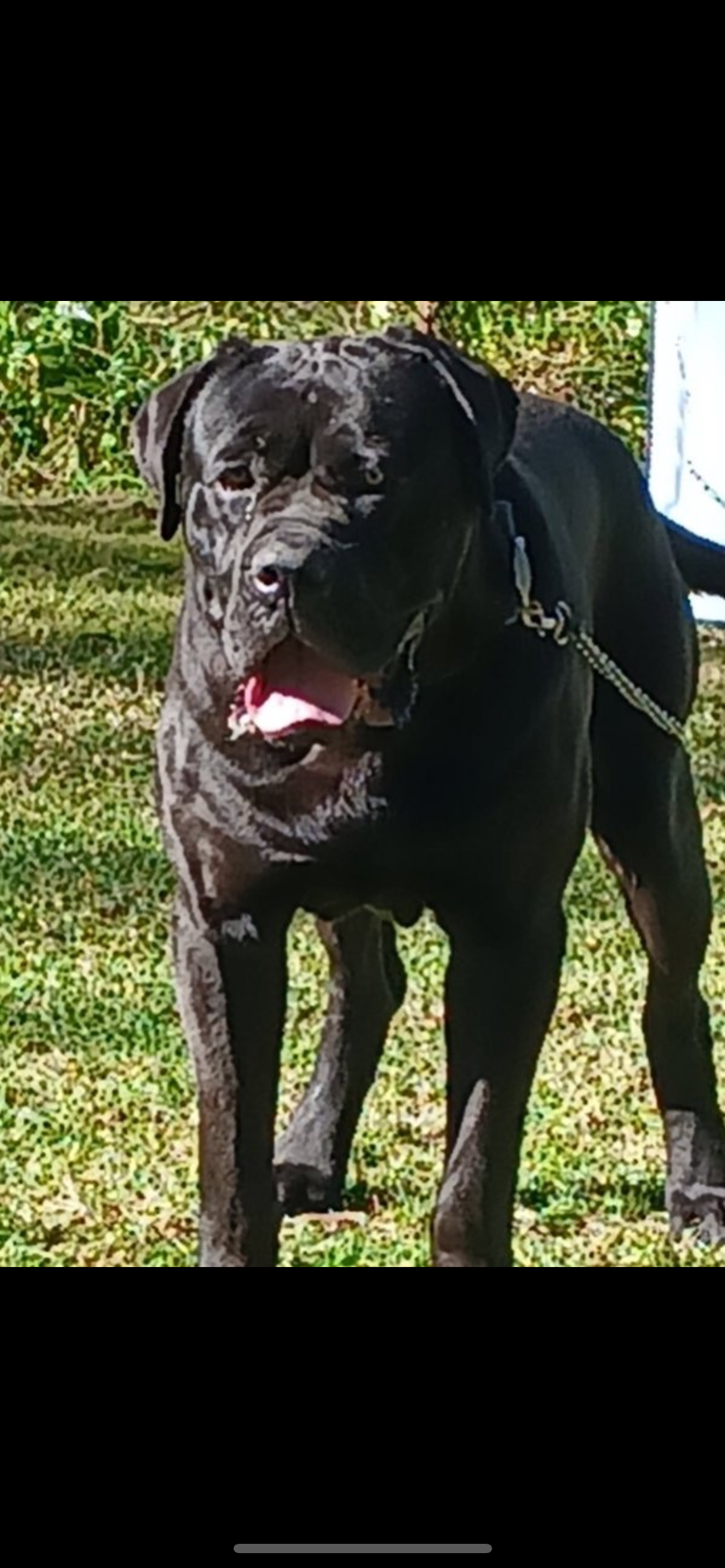 Mastiff – Taree