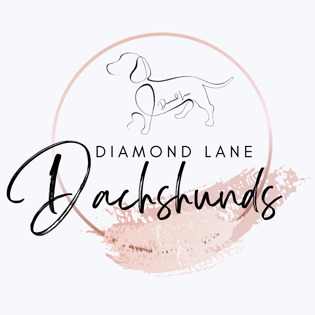 Miniature Dachshunds