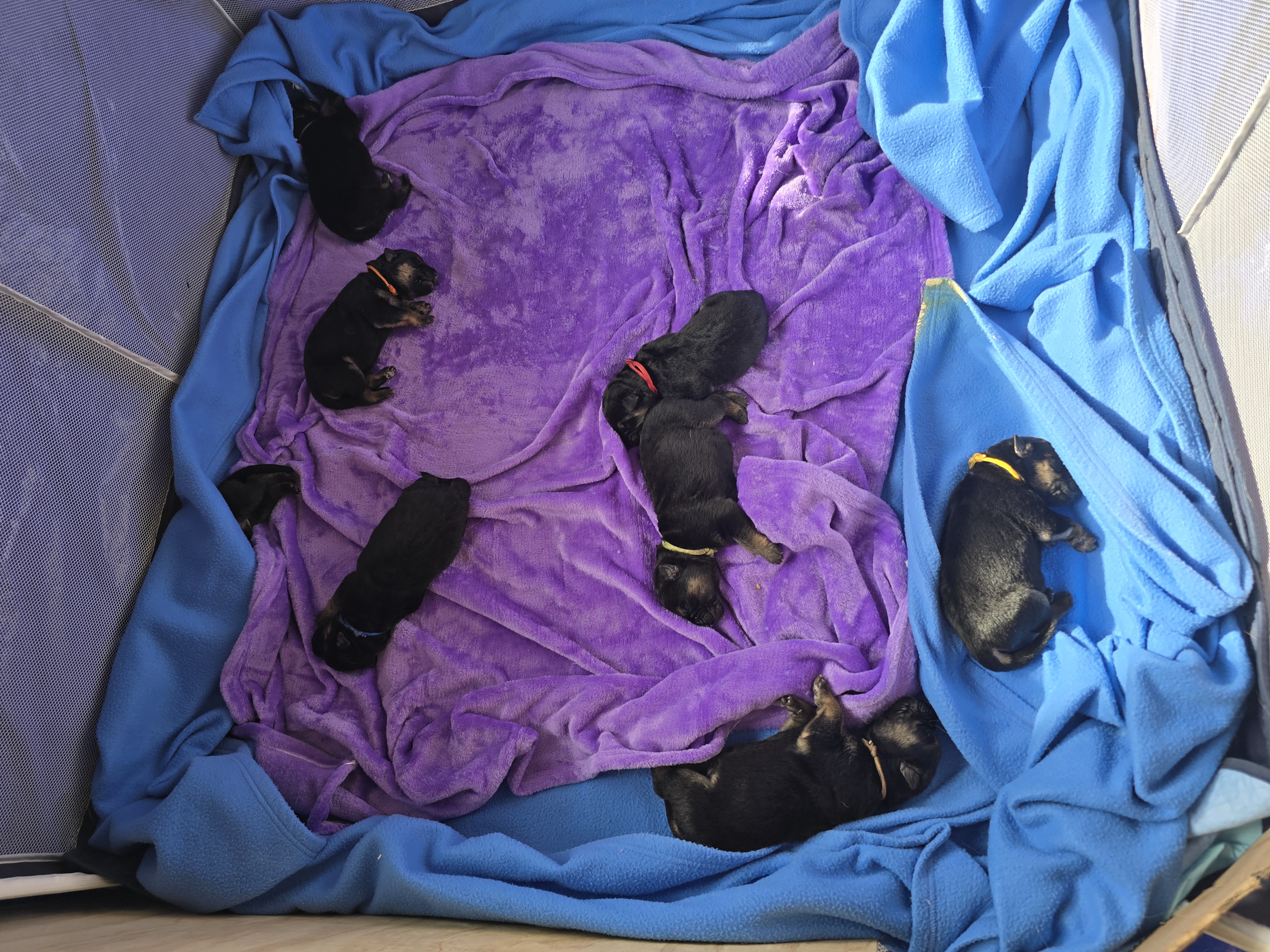 German Shepherd – Woodberry